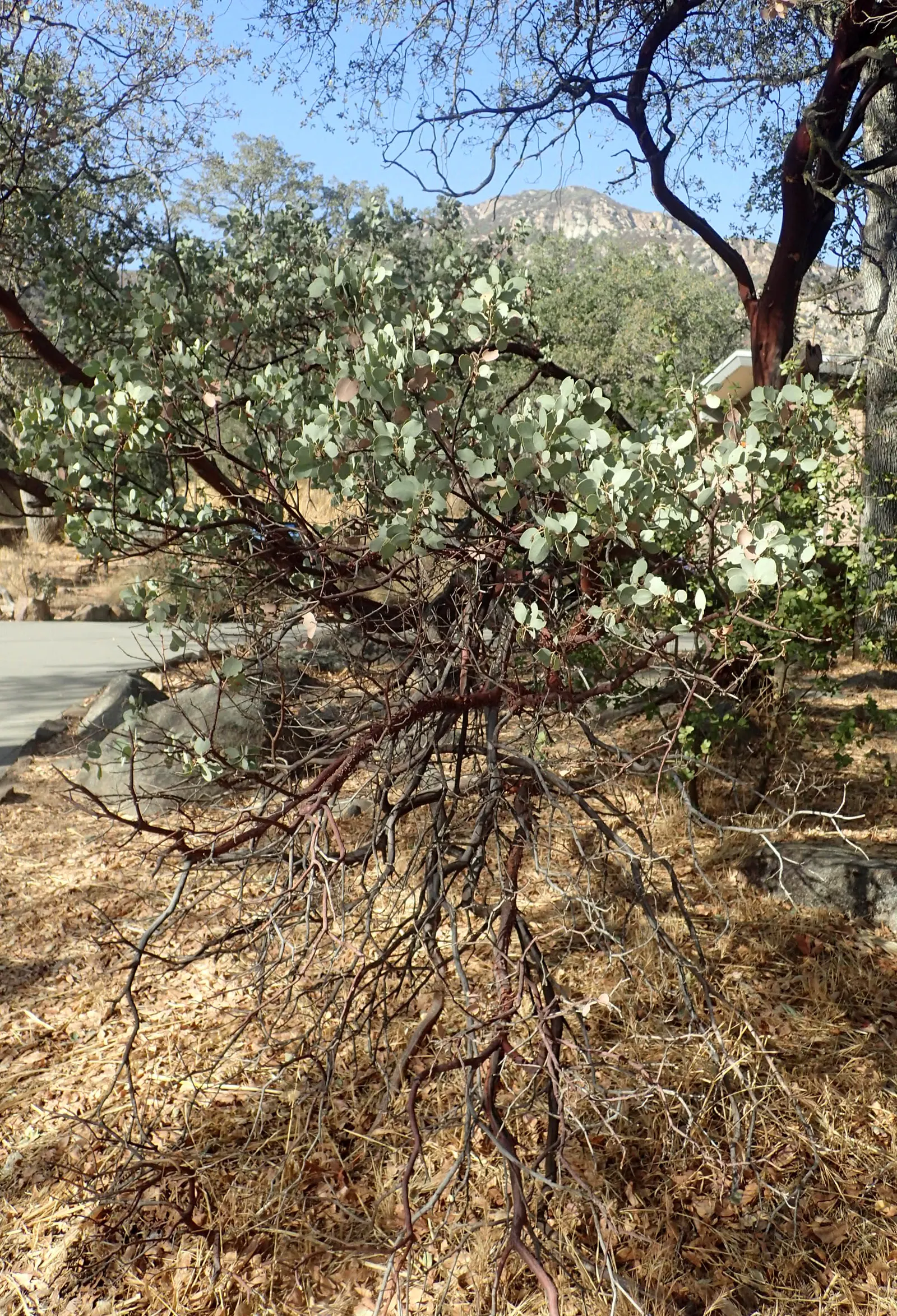Whiteleaf Manzanita (Arctostaphylos Viscida) — leathery texture to the foliage.<br><br>Spring brings clusters of urn-shaped