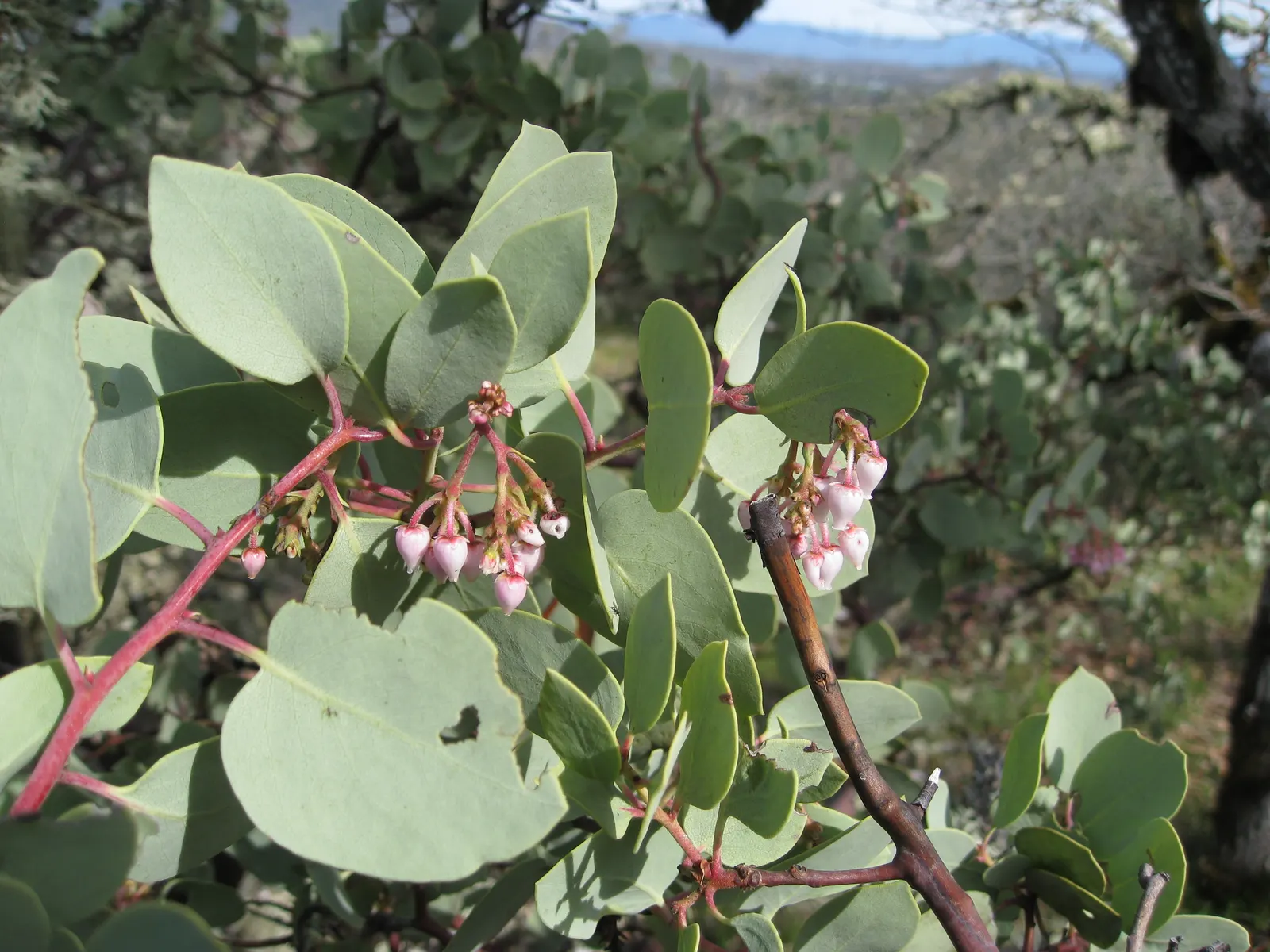 Whiteleaf Manzanita (Arctostaphylos Viscida) — coupled with its drought tolerance