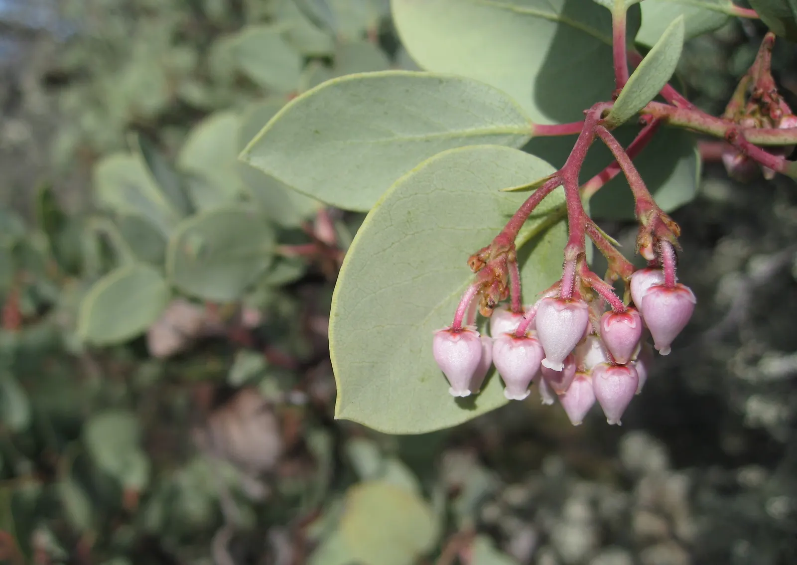 Whiteleaf Manzanita (Arctostaphylos Viscida) — making it a central feature in any garden design