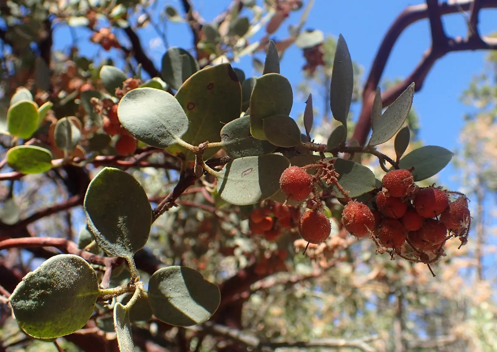 Whiteleaf Manzanita (Arctostaphylos Viscida) — Drought-tolerant once established, it's ideal for xeriscaping or rocky, sloped terrains