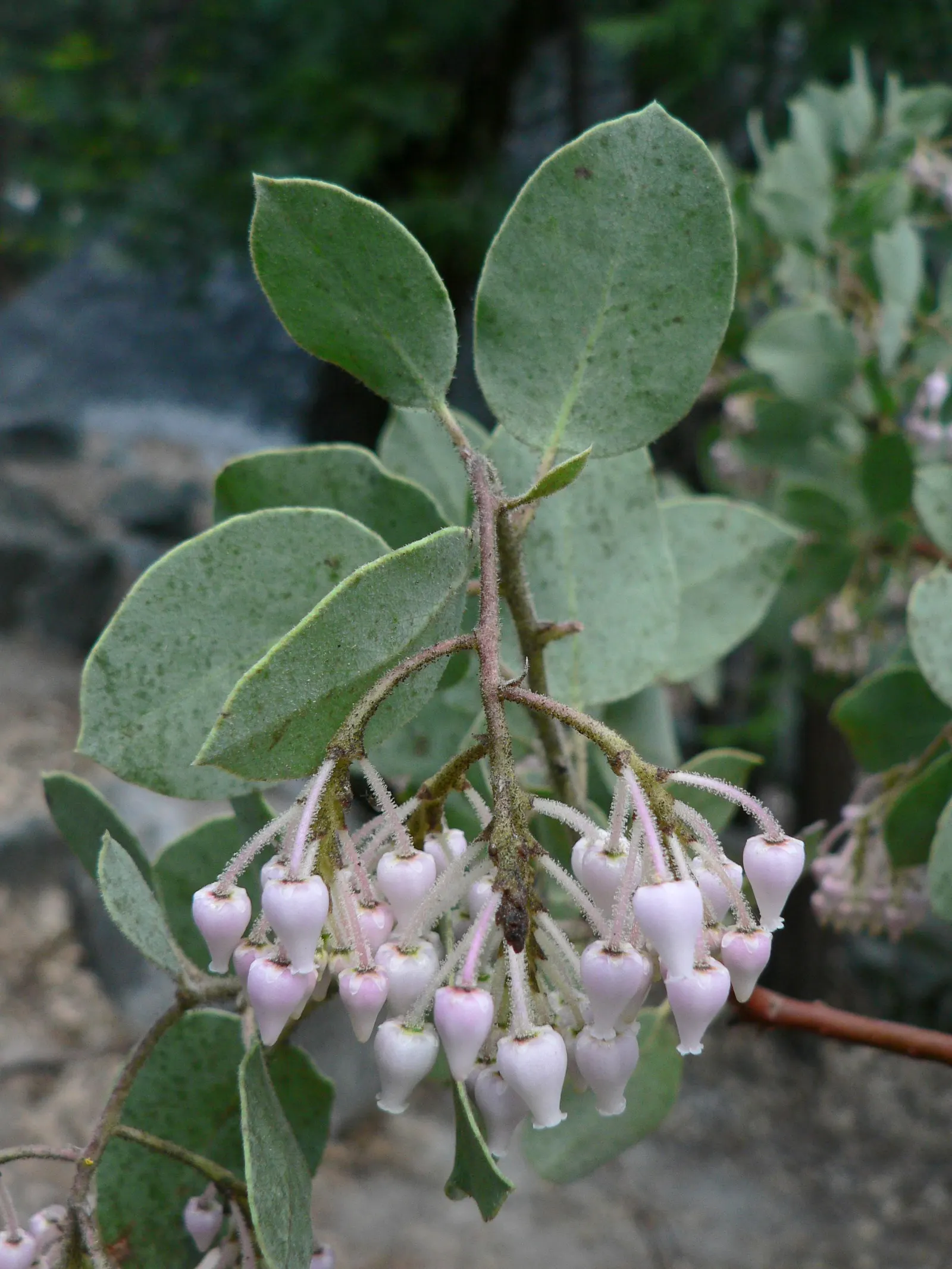 Whiteleaf Manzanita (Arctostaphylos Viscida) — Thriving in USDA zones 8-10, it reaches 3-6 feet in height and width
