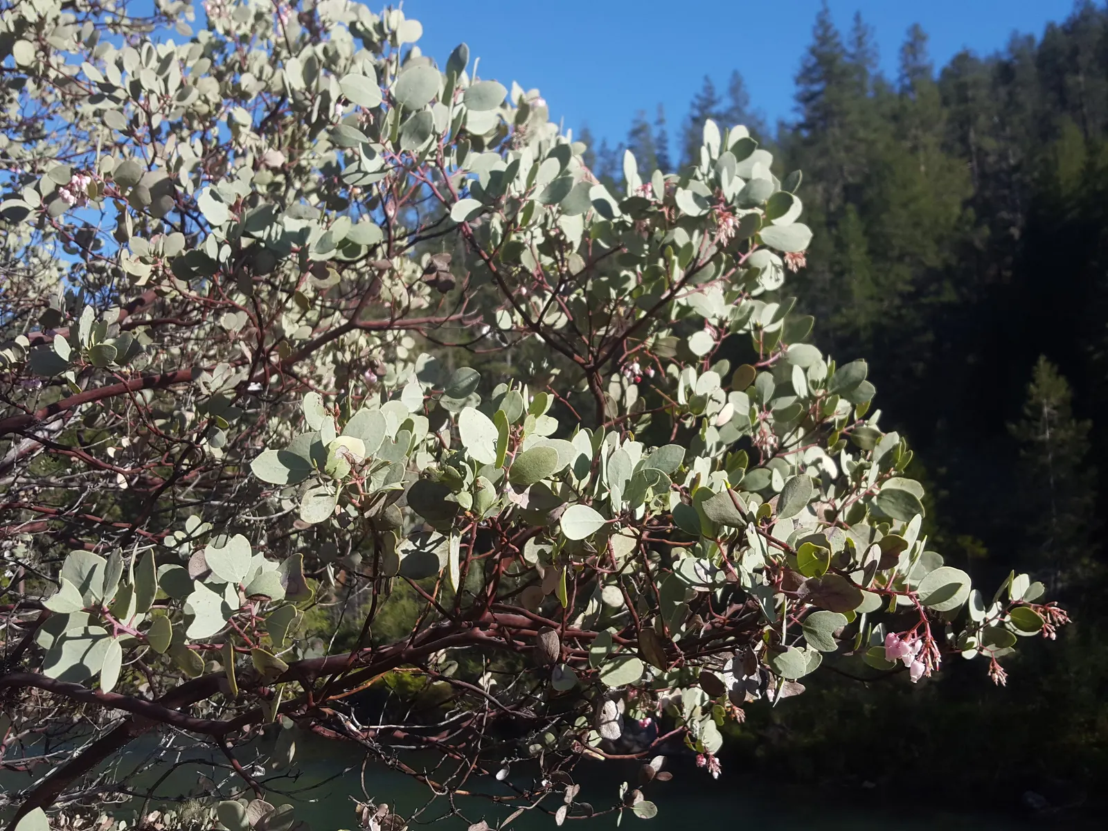 Whiteleaf Manzanita (Arctostaphylos Viscida) — around 0.2 to 0.4 inches in size