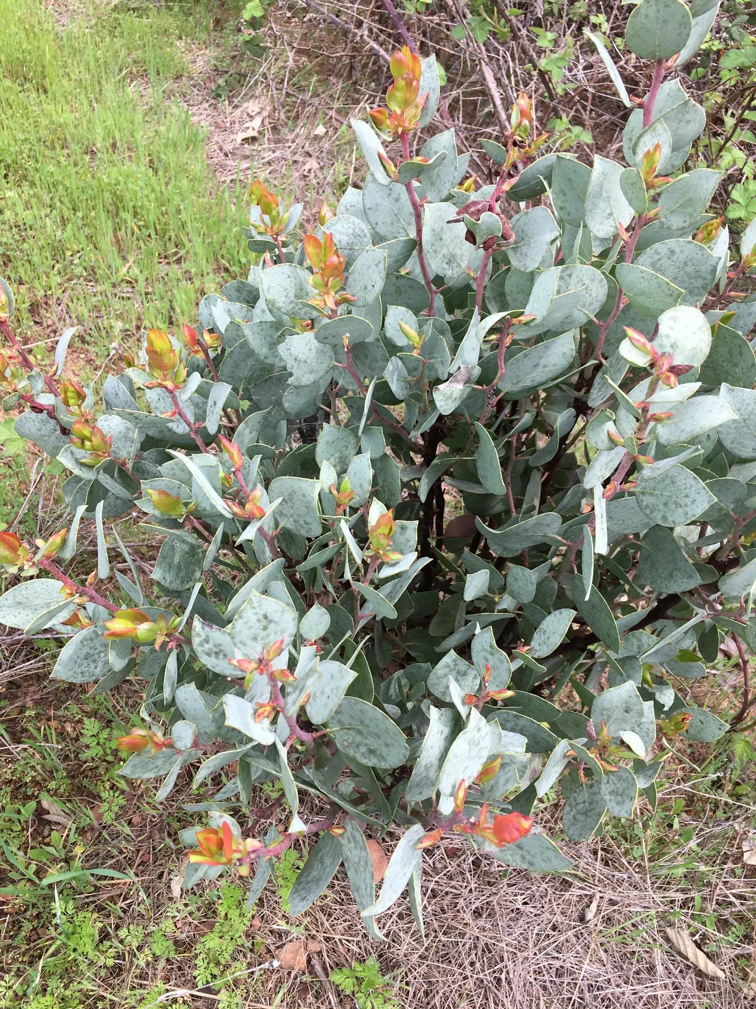 Whiteleaf Manzanita (Arctostaphylos Viscida) — with a spread of 4 to 8 feet