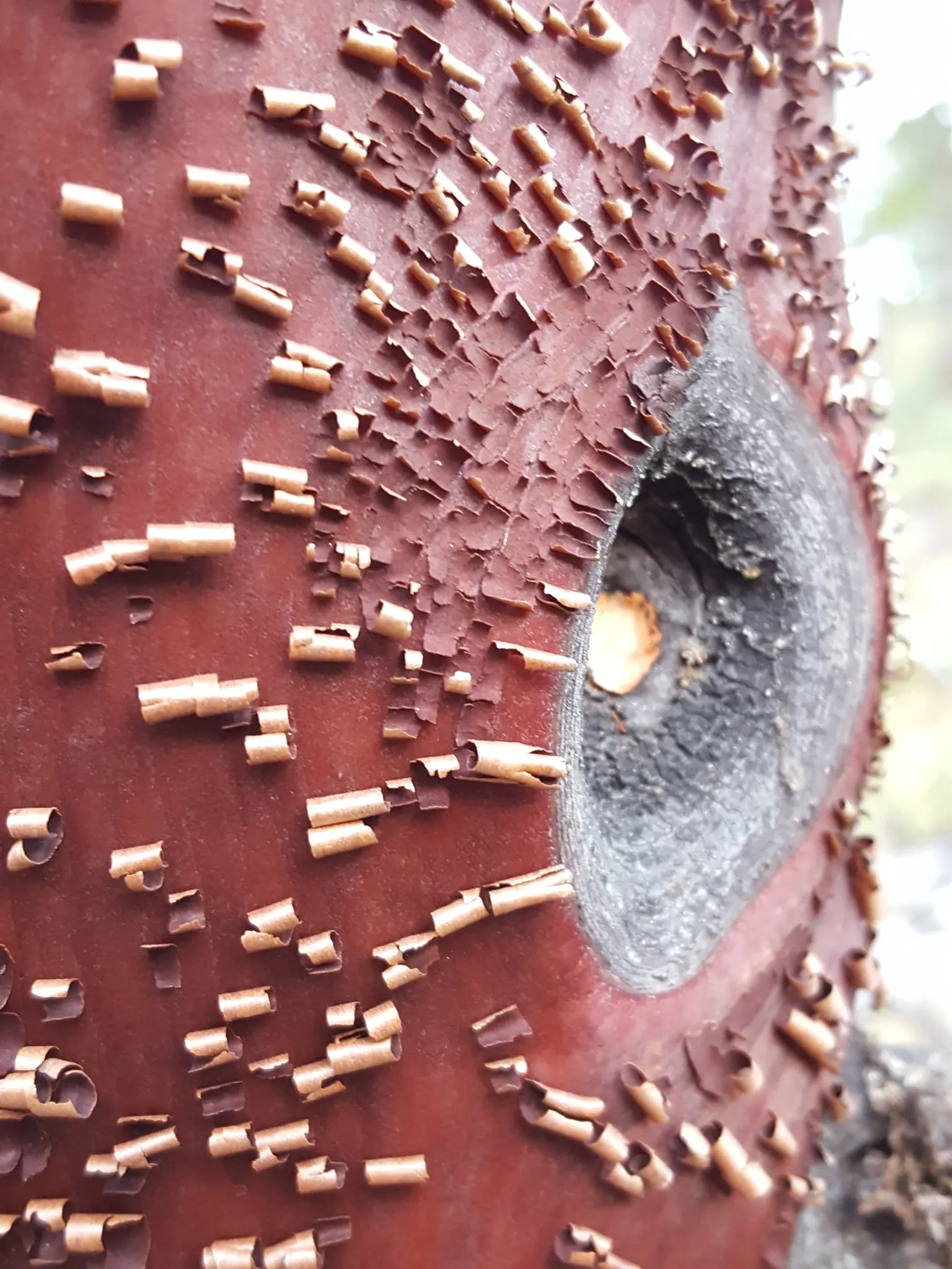 Whiteleaf Manzanita (Arctostaphylos Viscida) — revealing a distinctive mahogany color