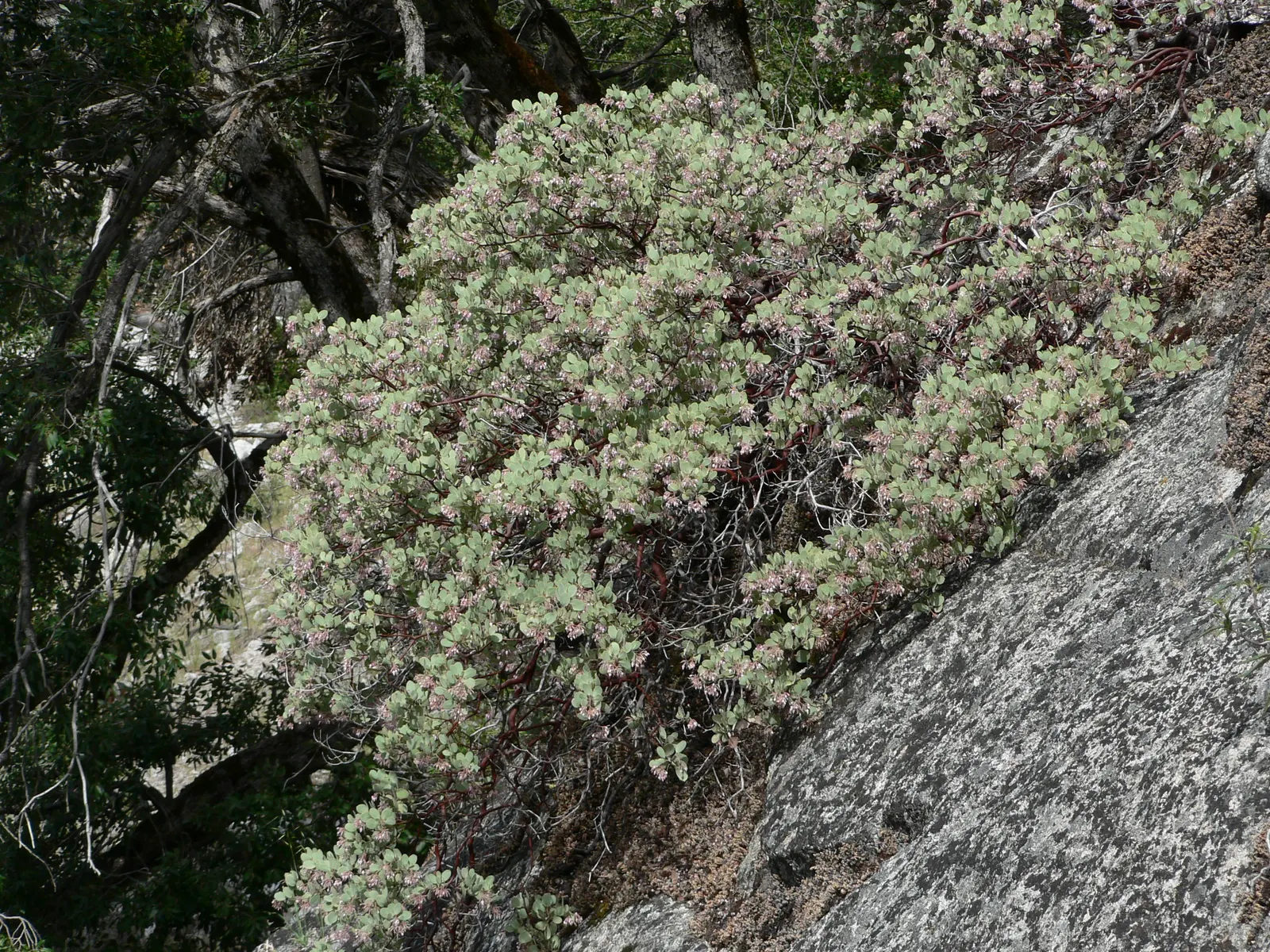 Whiteleaf Manzanita (Arctostaphylos Viscida) — Prefers well-drained soils, full sun to partial shade