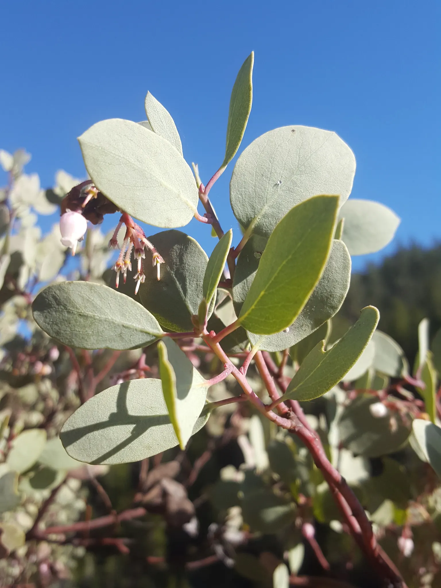 Whiteleaf Manzanita (Arctostaphylos Viscida) — These oval to spoon-shaped leaves can be up to 2 inches long and contribute a thick