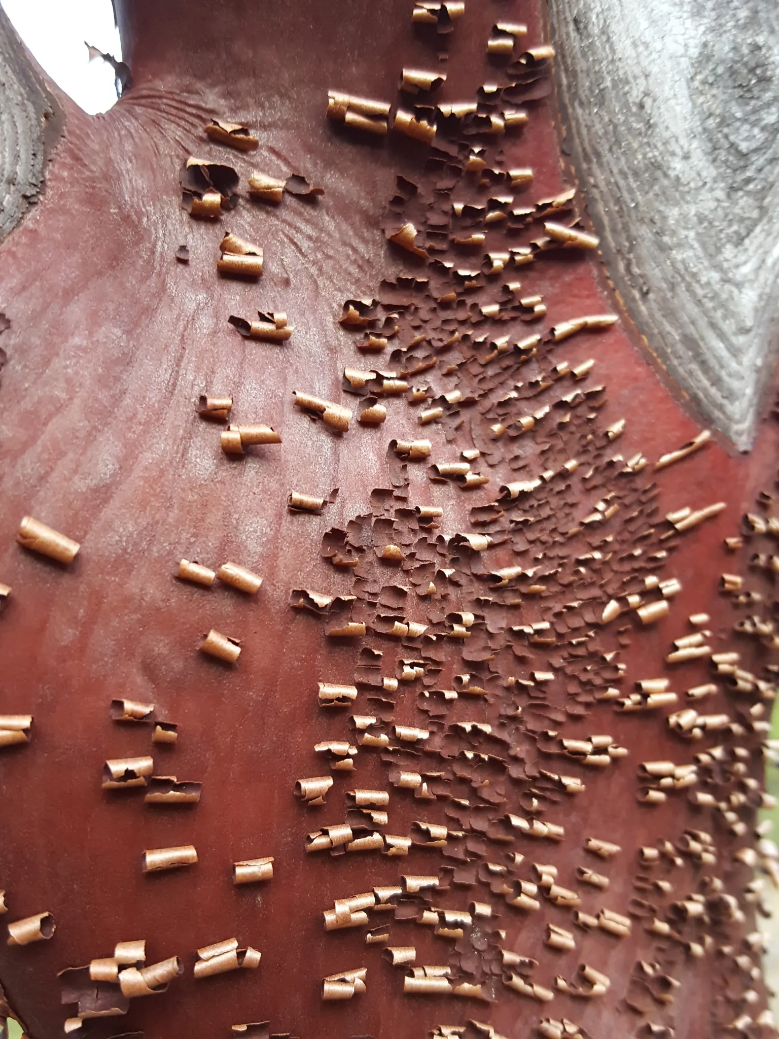 Whiteleaf Manzanita (Arctostaphylos Viscida) — from which its common name is derived