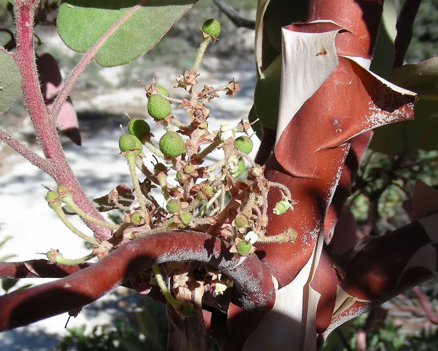 Whiteleaf Manzanita (Arctostaphylos Viscida) — scientifically termed Arctostaphylos viscida