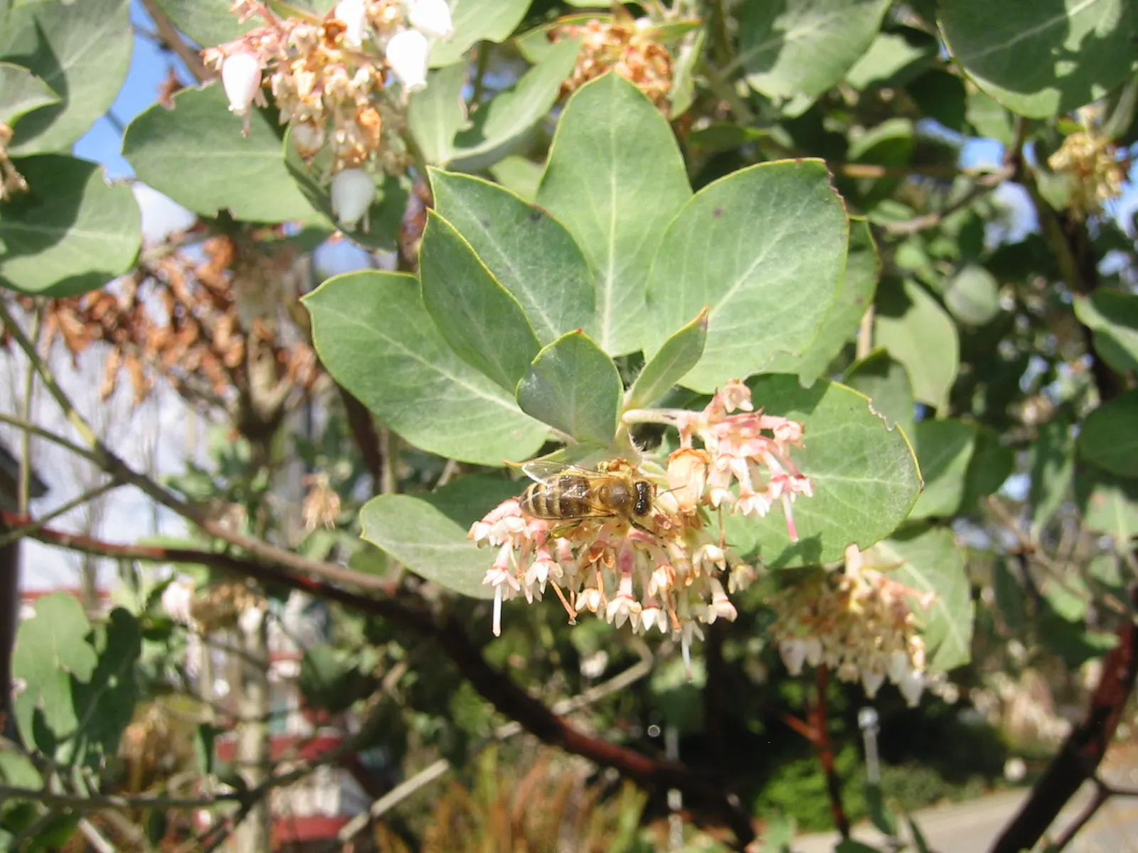 Whiteleaf Manzanita (Arctostaphylos Viscida) — although it can tolerate partial shade