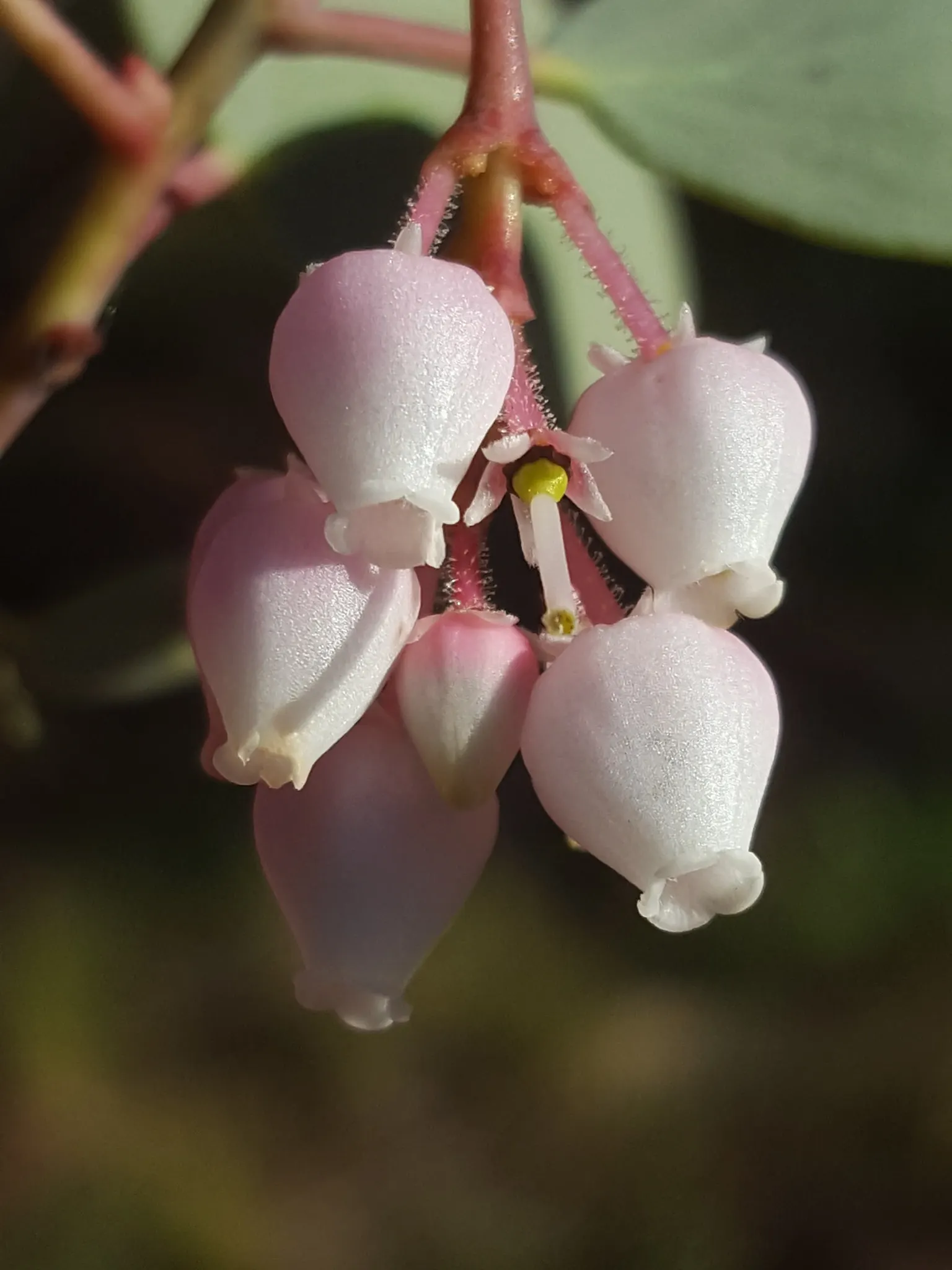 Whiteleaf Manzanita (Arctostaphylos Viscida) — spherical fruits approximately 0.2 to 0.6 inches in diameter
