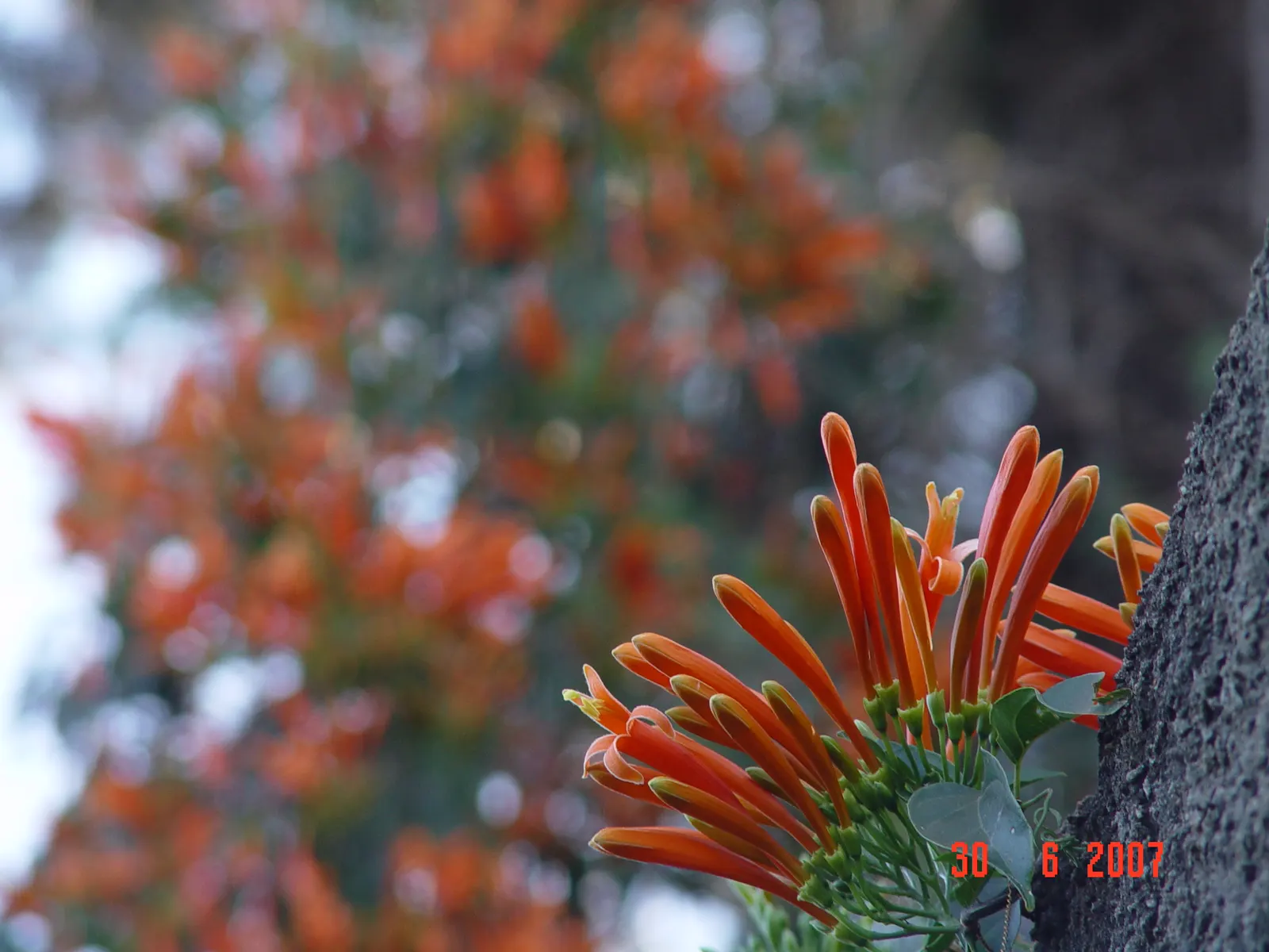 Flame Vine (Pyrostegia Venusta) — Its fast-growing nature makes it ideal for covering trellises; thriving in USDA zones 9-11, it reaches up to 20ft, image 76