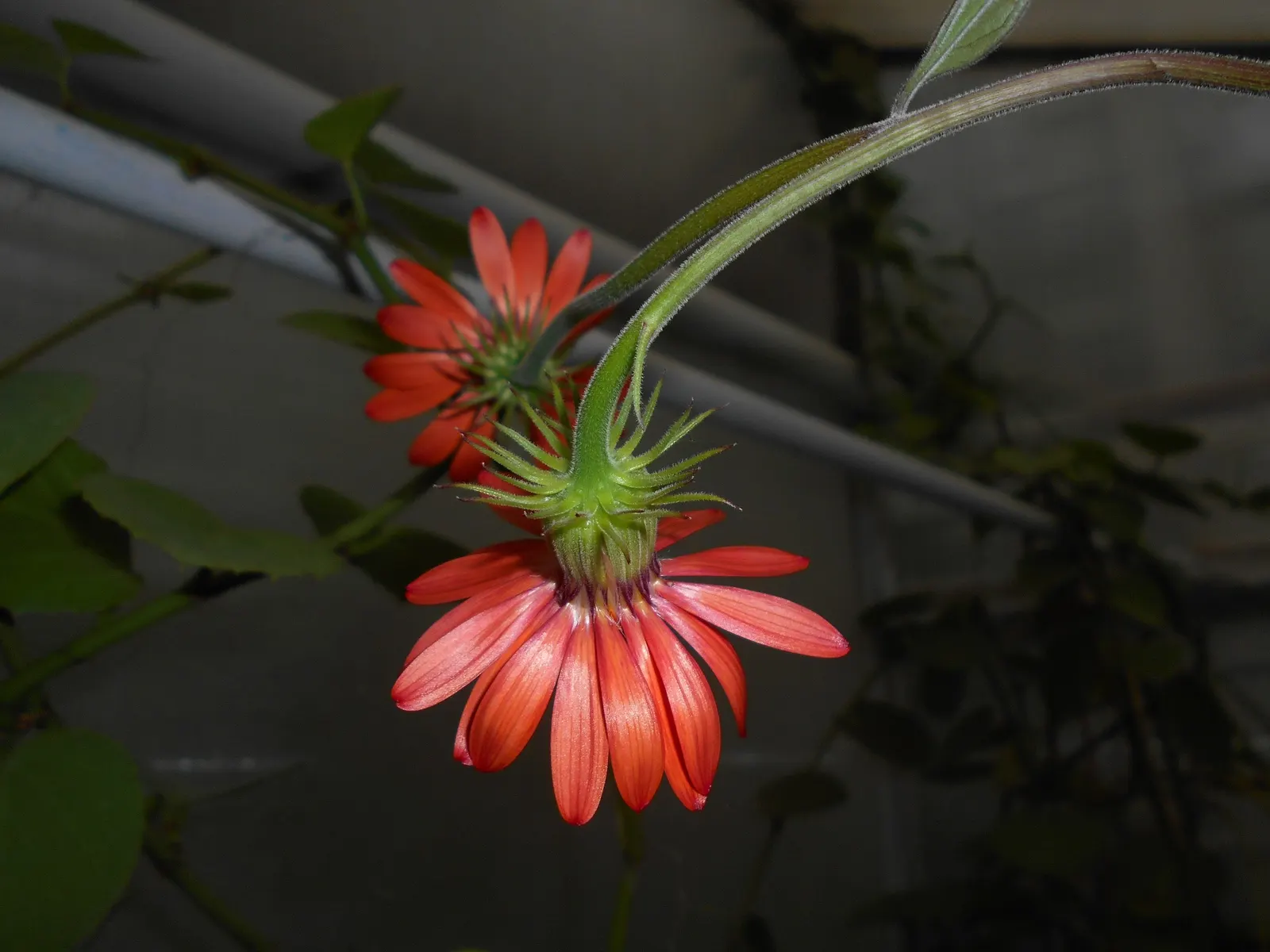 Flame Vine (Pyrostegia Venusta) — such as pergolas or fences; full sun exposure encourages optimal blooming, image 155