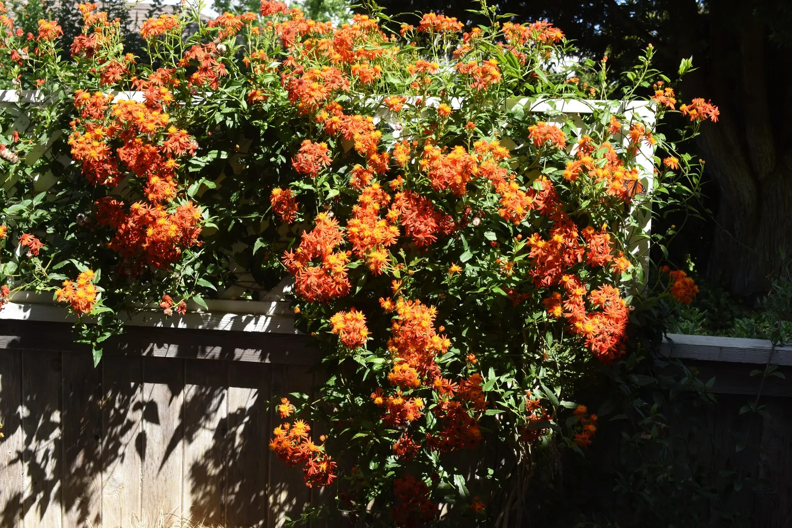 Flame Vine (Pyrostegia Venusta) — particularly during dry periods; flame Vine thrives in USDA hardiness zones 9b through 11.<br><br>Aside from its, image 64