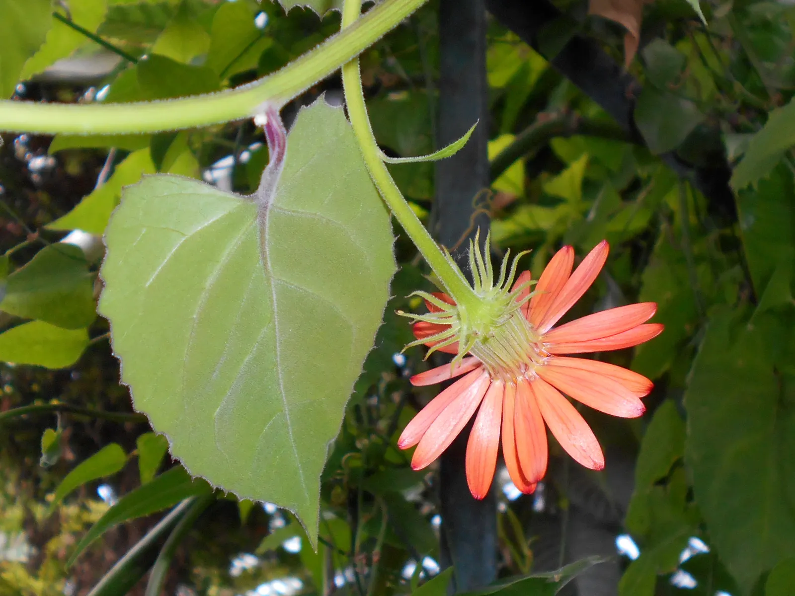 Flame Vine (Pyrostegia Venusta) — adding vibrant warmth to any landscape; especially from late fall to early spring, image 125