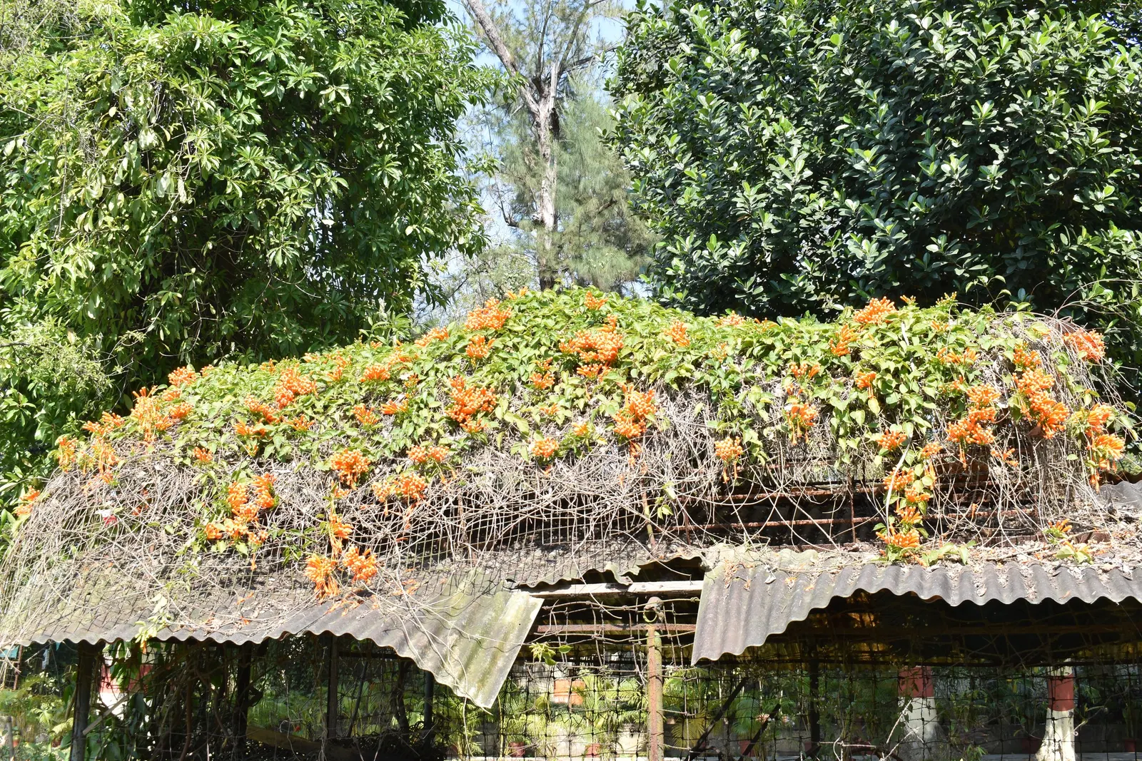 Flame Vine (Pyrostegia Venusta) — creating a warm tropical effect even in temperate gardens.<br><br>For clients seeking a show-stopping display; as, image 129