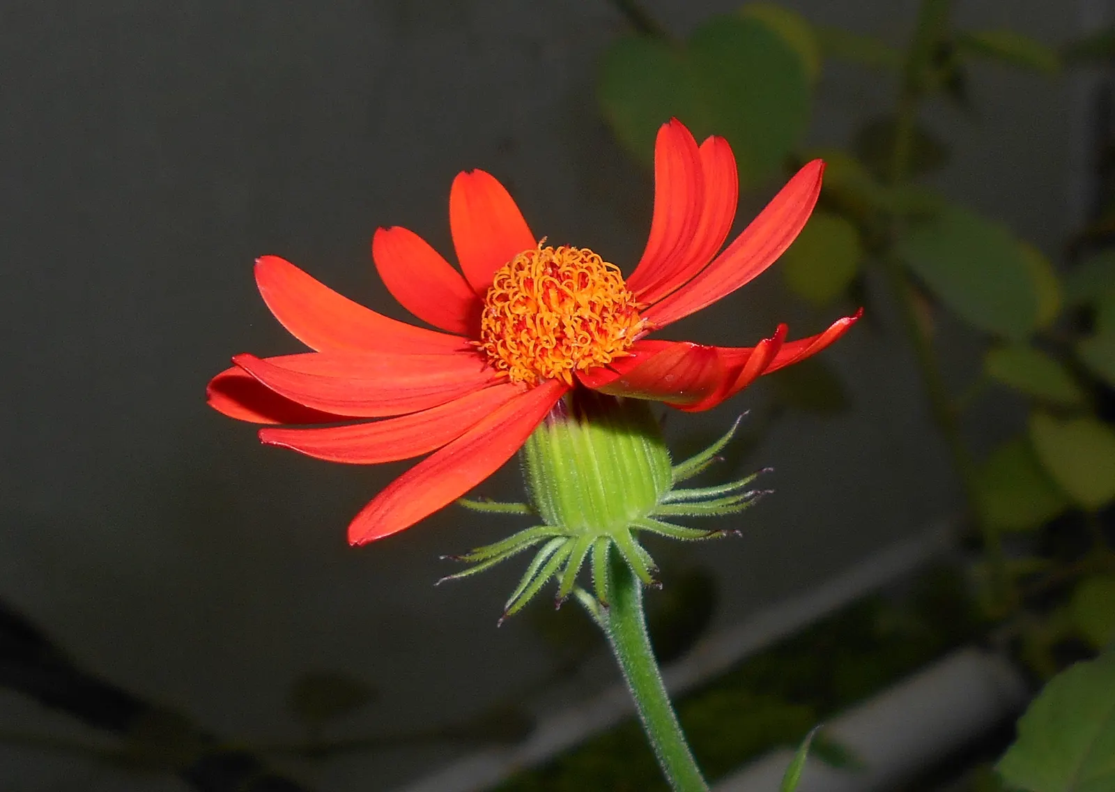 Flame Vine (Pyrostegia Venusta) — Full sun exposure encourages optimal blooming