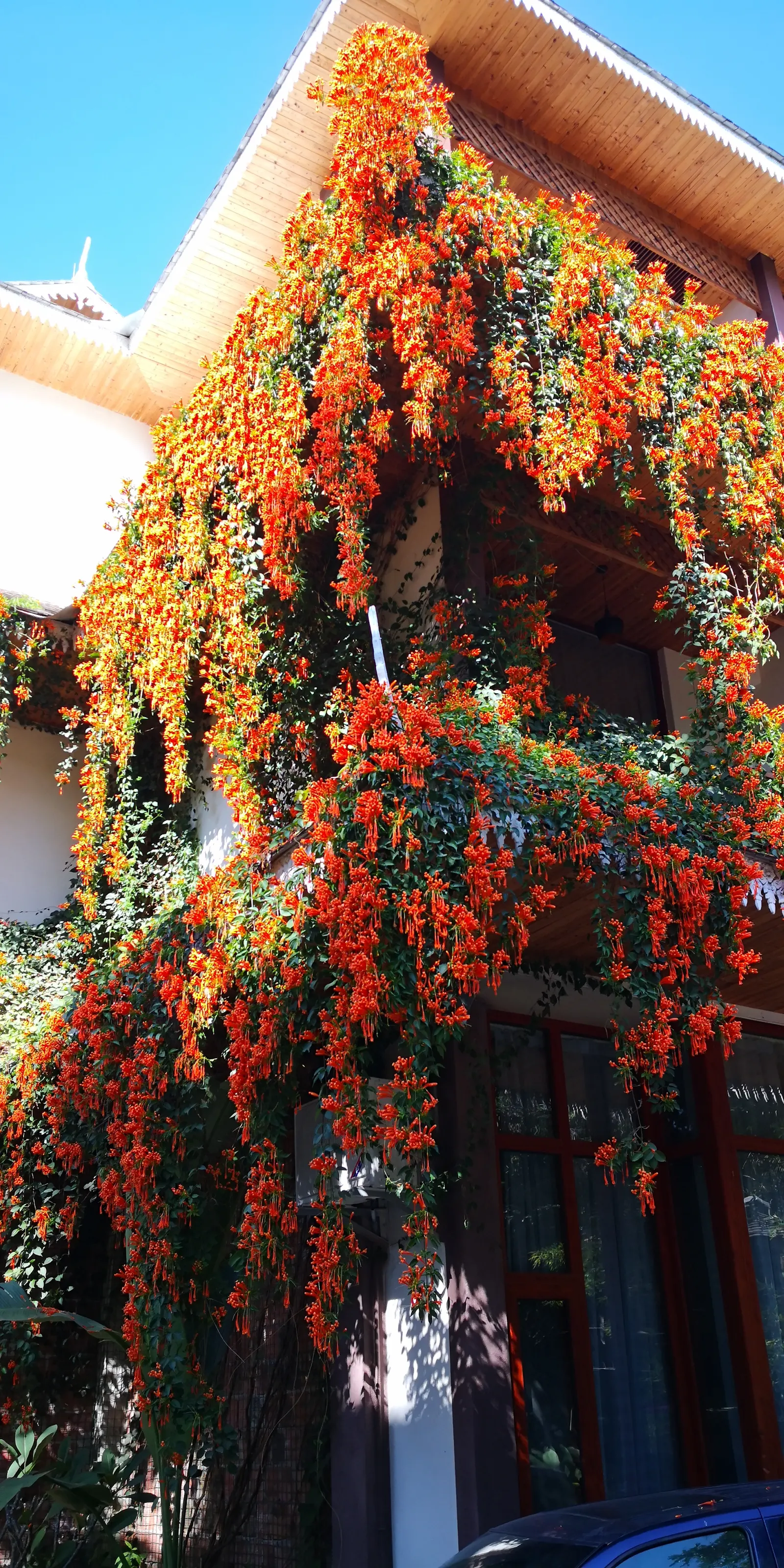 Flame Vine (Pyrostegia Venusta) — all with minimal care requirements once settled into its environment; vine for full or half, image 141