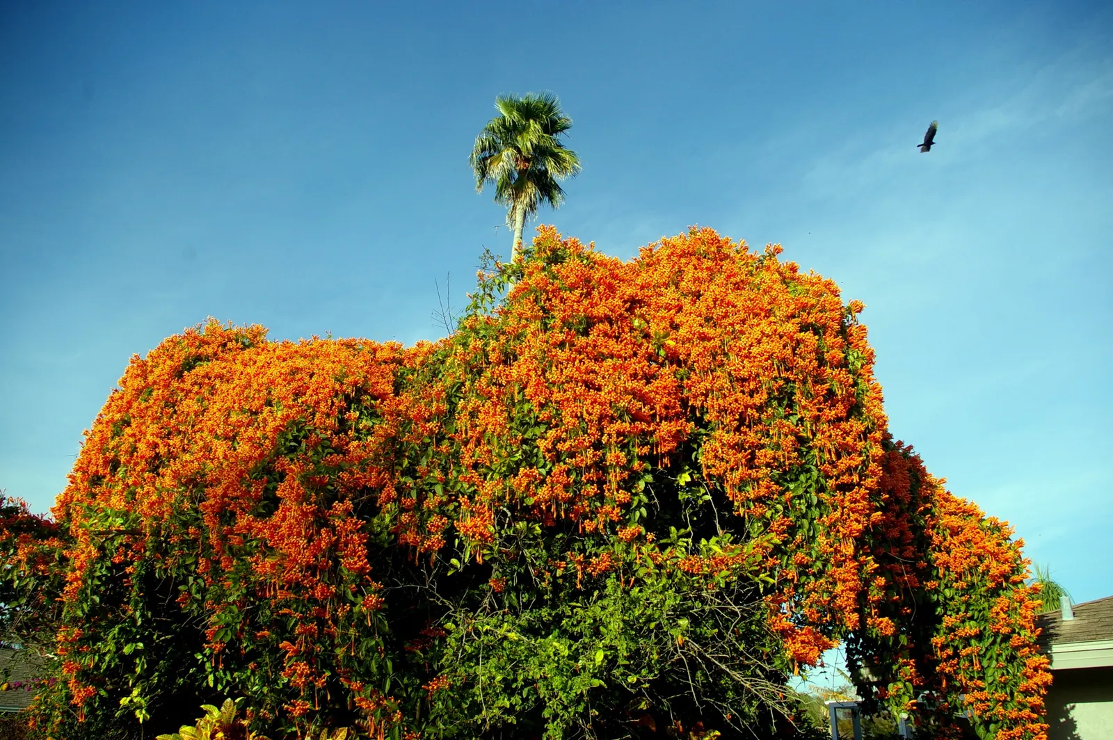 Flame Vine (Pyrostegia Venusta) — the Flame Vine is relatively low-maintenance; vine with orange blooms, image 62