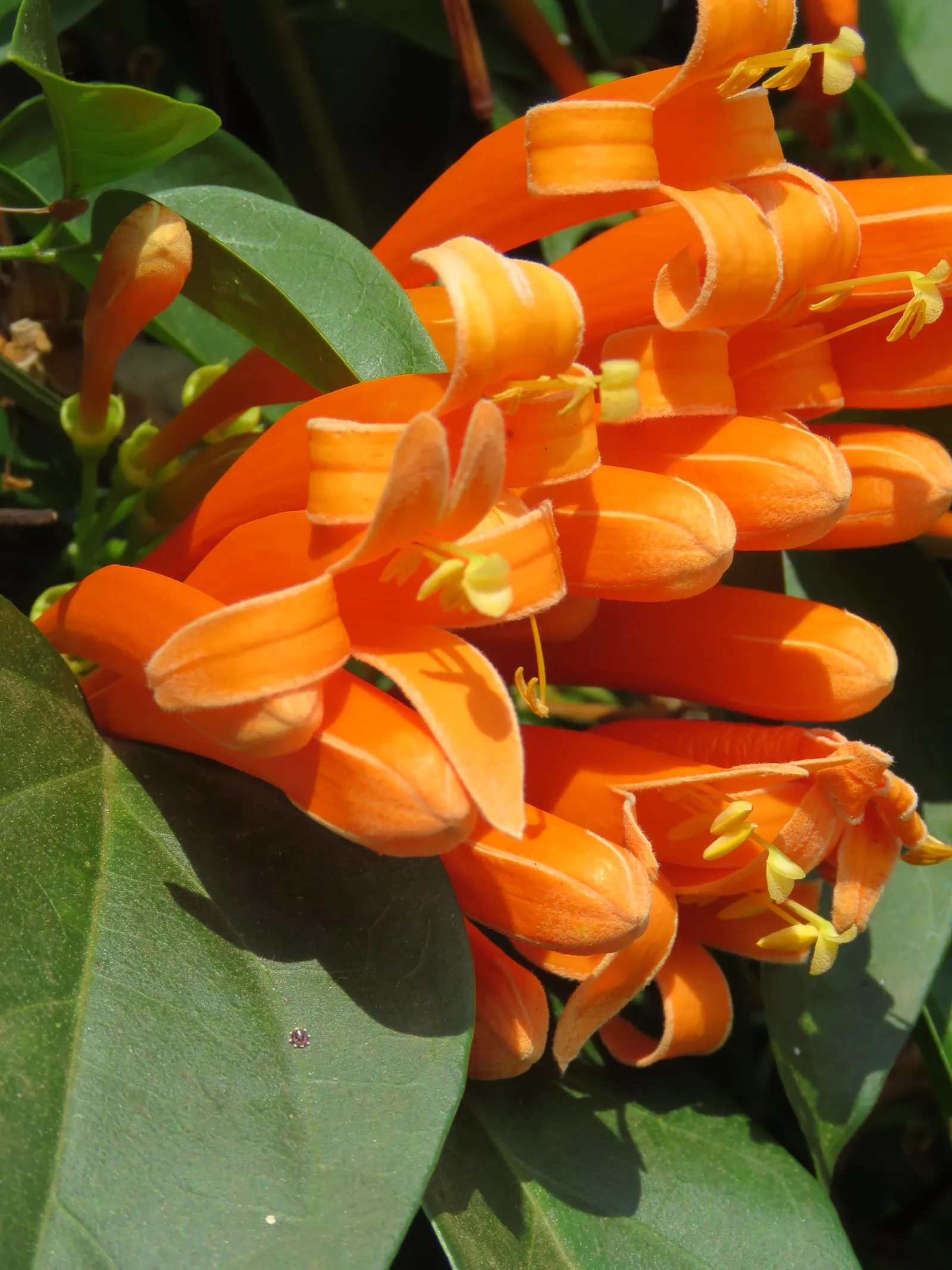Flame Vine (Pyrostegia Venusta) — the Flame Vine is relatively low-maintenance; vine with orange blooms