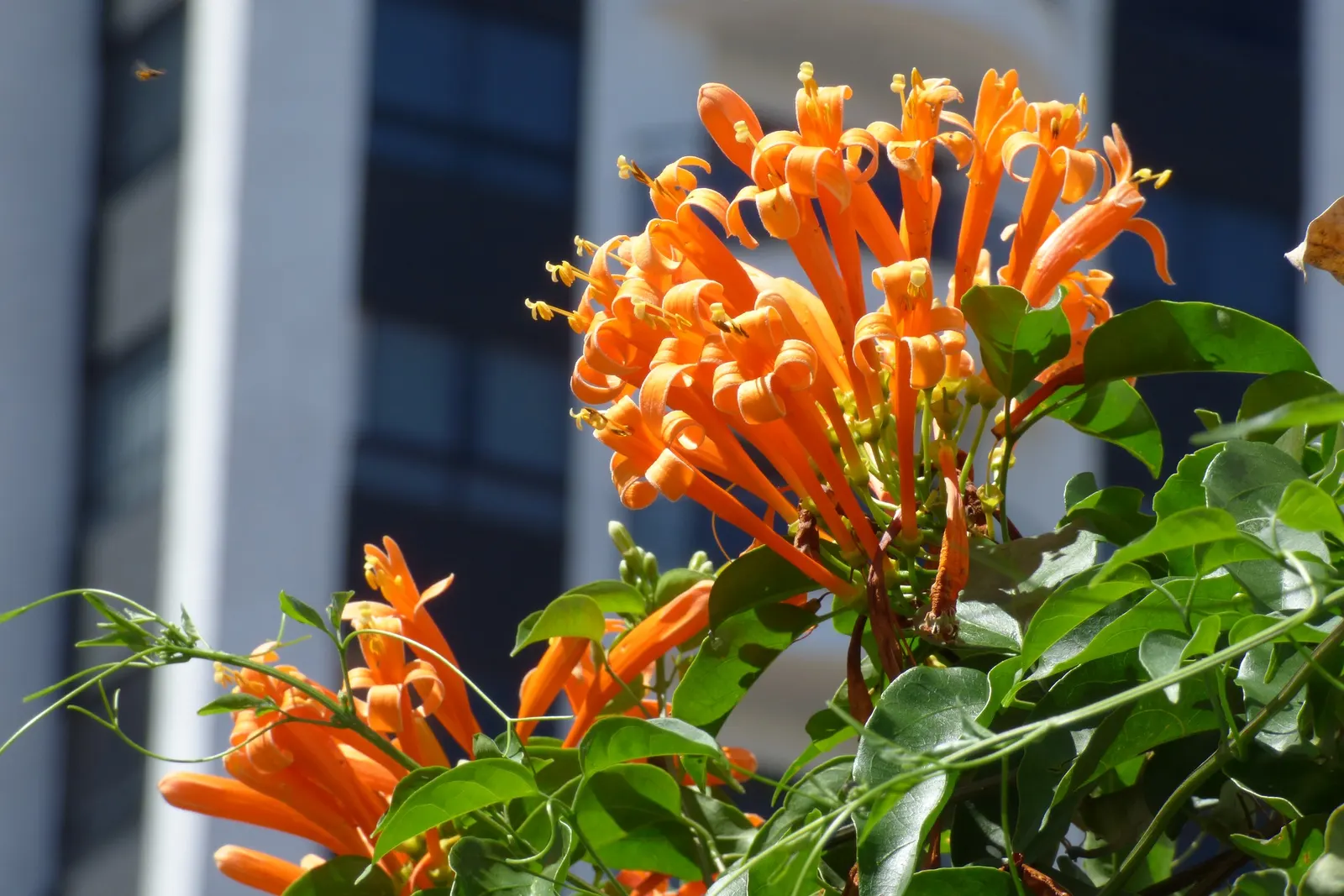 Flame Vine (Pyrostegia Venusta) — Thriving in USDA zones 9-11, it reaches up to 20ft in height and spreads 6-10ft; its fast-growing nature makes it, image 145