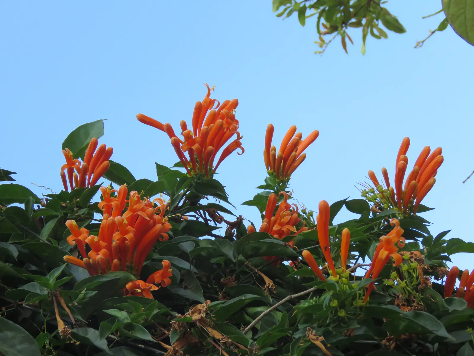 Flame Vine (Pyrostegia Venusta) — Thriving in USDA zones 9-11, it reaches up to 20ft in height and spreads 6-10ft; its fast-growing nature makes it, image 49