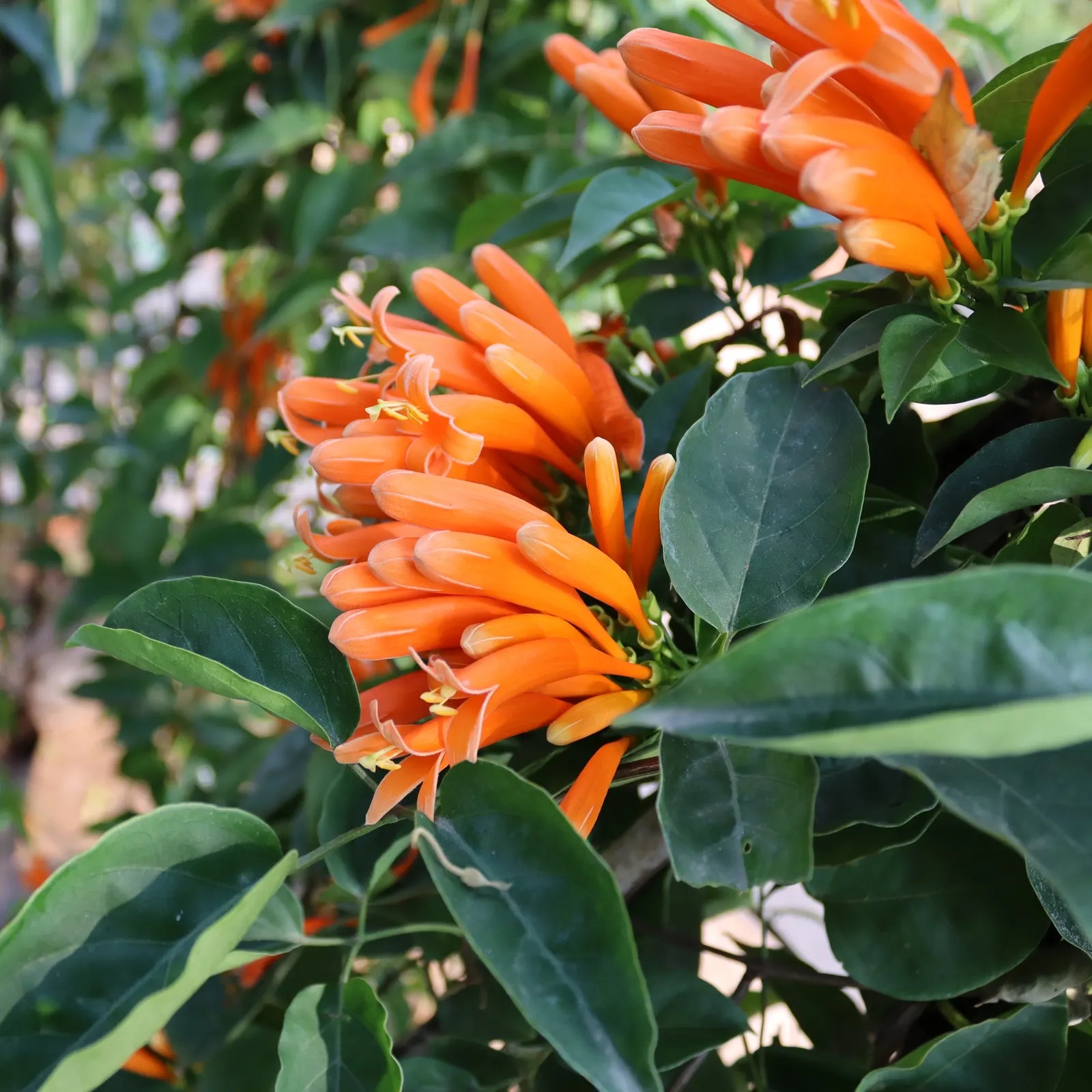 Flame Vine (Pyrostegia Venusta) — as it's a favorite of hummingbirds and butterflies.<br><br>In summary; though it is drought-tolerant once established