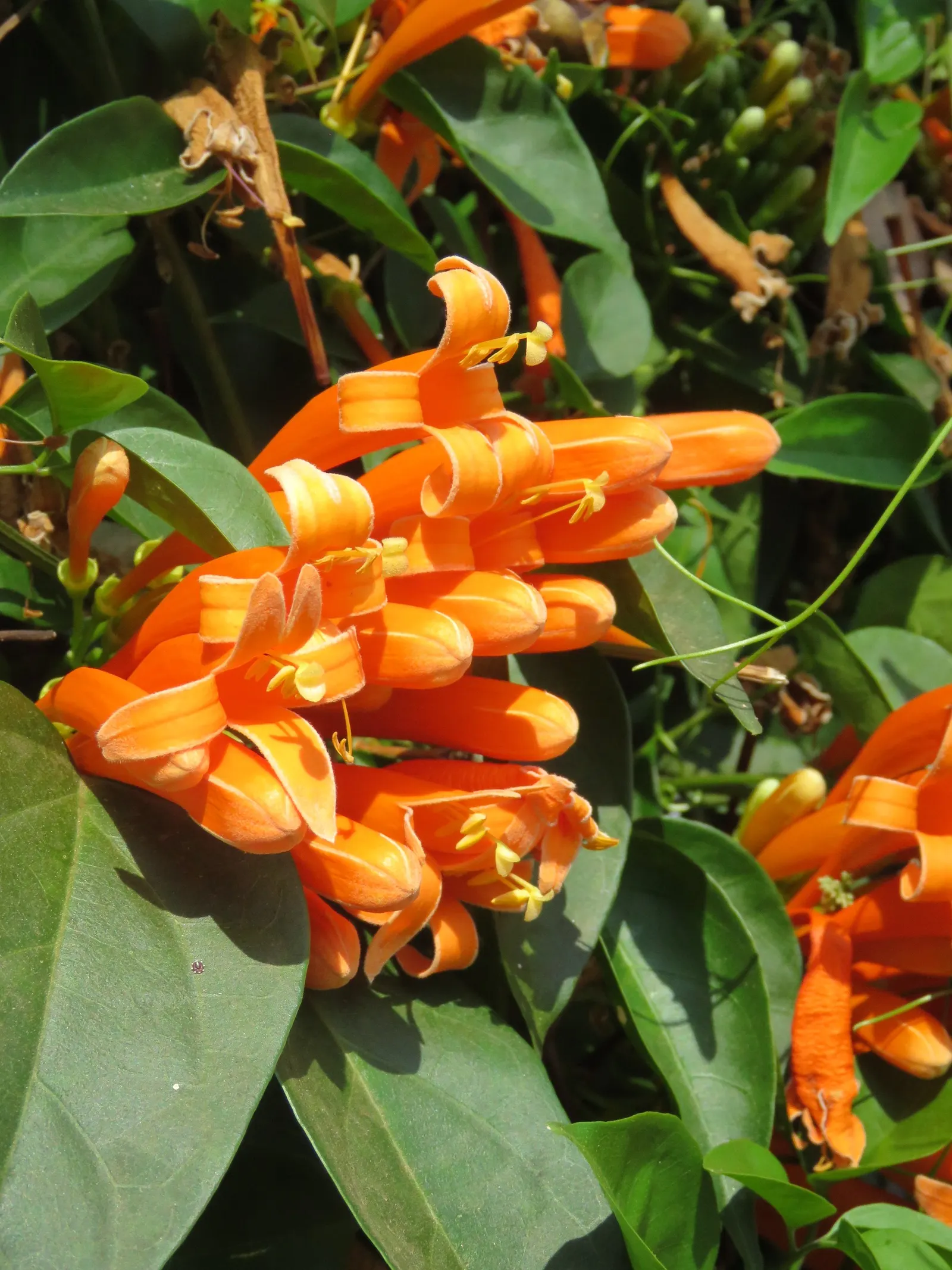 Flame Vine (Pyrostegia Venusta) — creating a warm tropical effect even in temperate gardens.<br><br>For clients seeking a show-stopping display; as, image 105