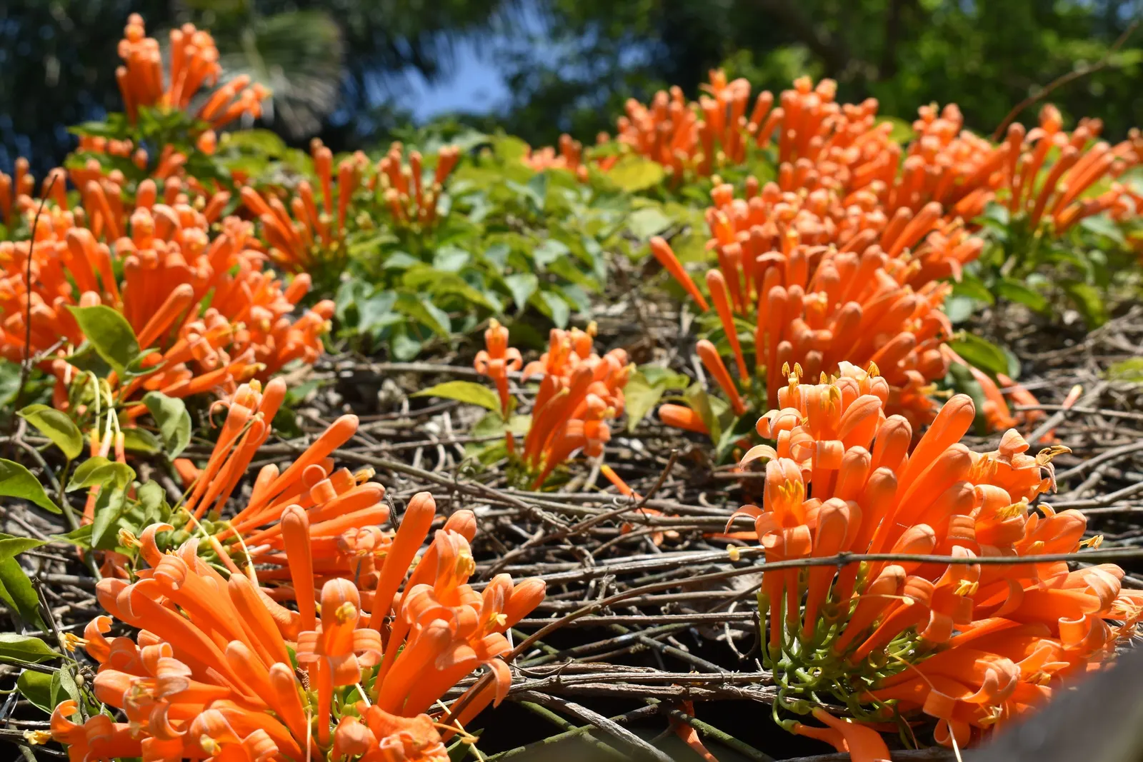 Flame Vine (Pyrostegia Venusta) — It prefers well-drained soil with regular watering; the Flame Vine (Pyrostegia venusta) is a stunning, image 111