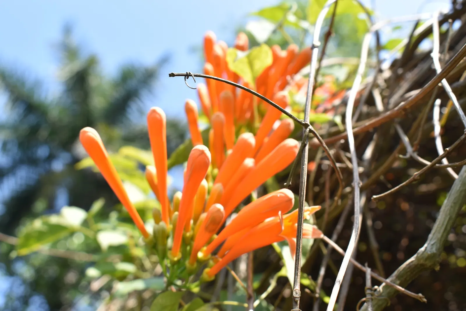 Flame Vine (Pyrostegia Venusta) — It prefers well-drained soil with regular watering; the Flame Vine (Pyrostegia venusta) is a stunning, image 135