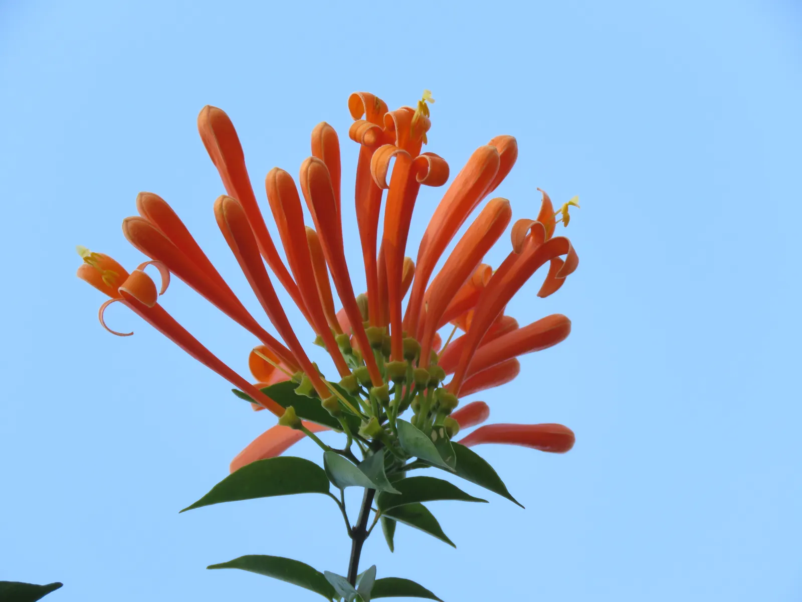 Flame Vine (Pyrostegia Venusta) — This vine prefers well-drained soil and moderate watering