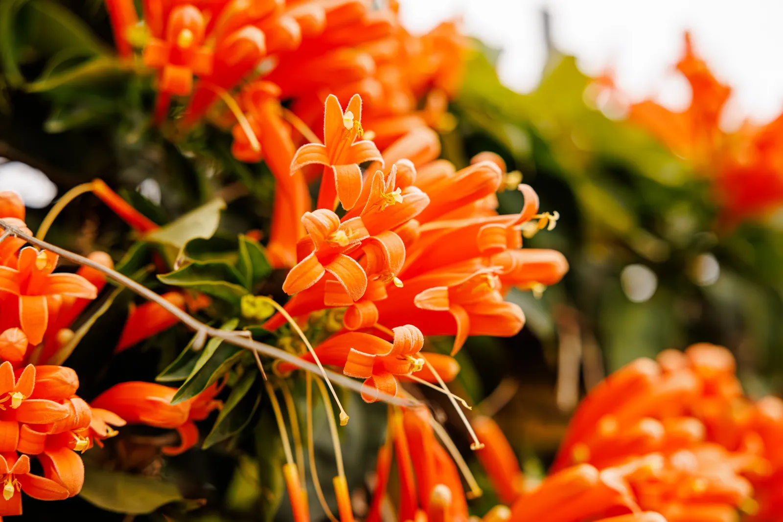 Flame Vine (Pyrostegia Venusta) — the Flame Vine is unmatched; this plant is an excellent option for gardeners looking to attract pollinators, image 58
