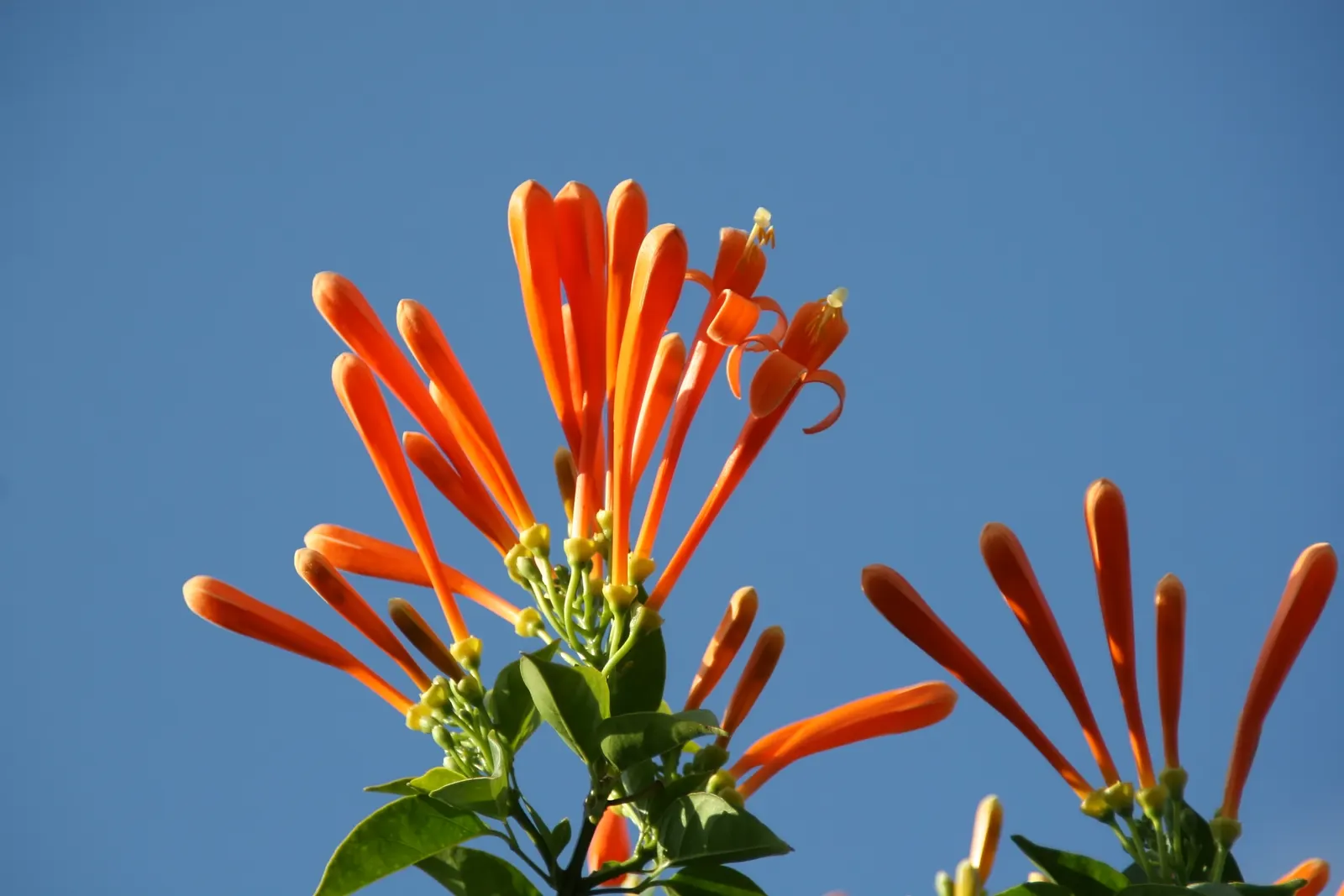 Flame Vine (Pyrostegia Venusta) — vine with orange blooms
