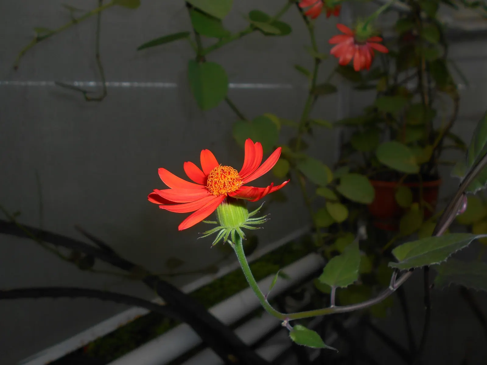 Flame Vine (Pyrostegia Venusta) — vibrant climber that provides a burst of brilliant color to any landscape design; orange flowers in the garden