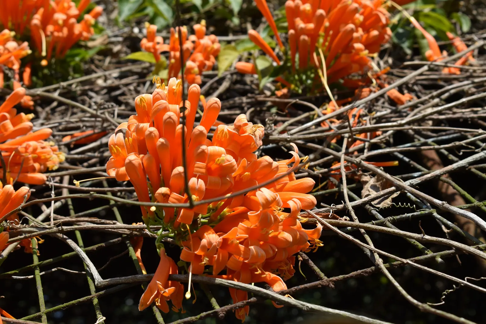 Flame Vine (Pyrostegia Venusta) — the Flame Vine is unmatched; this plant is an excellent option for gardeners looking to attract pollinators