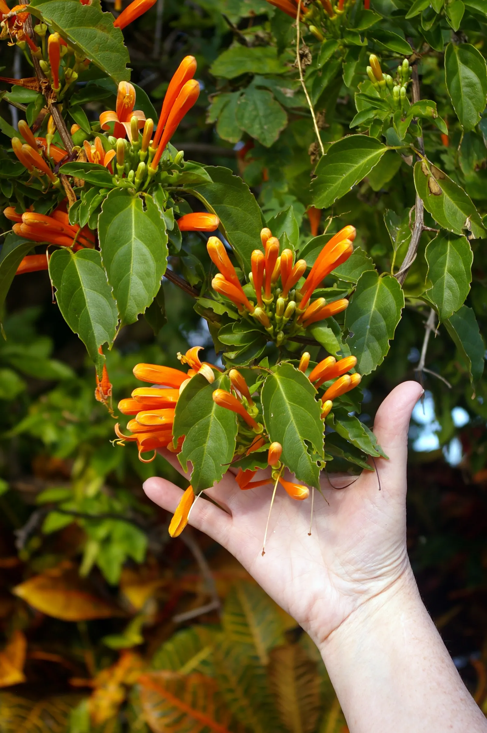 Flame Vine (Pyrostegia Venusta) — adding vibrant warmth to any landscape; especially from late fall to early spring, image 53