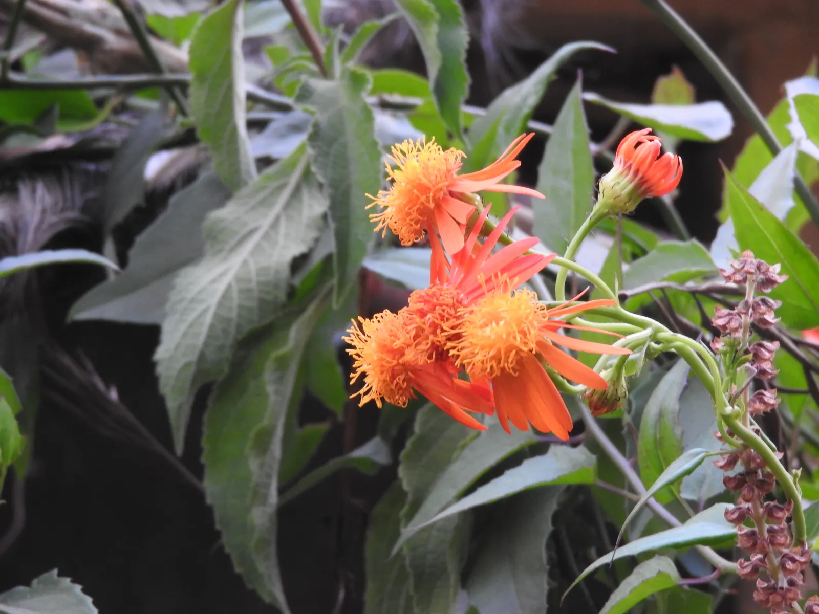 Flame Vine (Pyrostegia Venusta) — vibrant climber that provides a burst of brilliant color to any landscape design; orange flowers in the garden, image 127