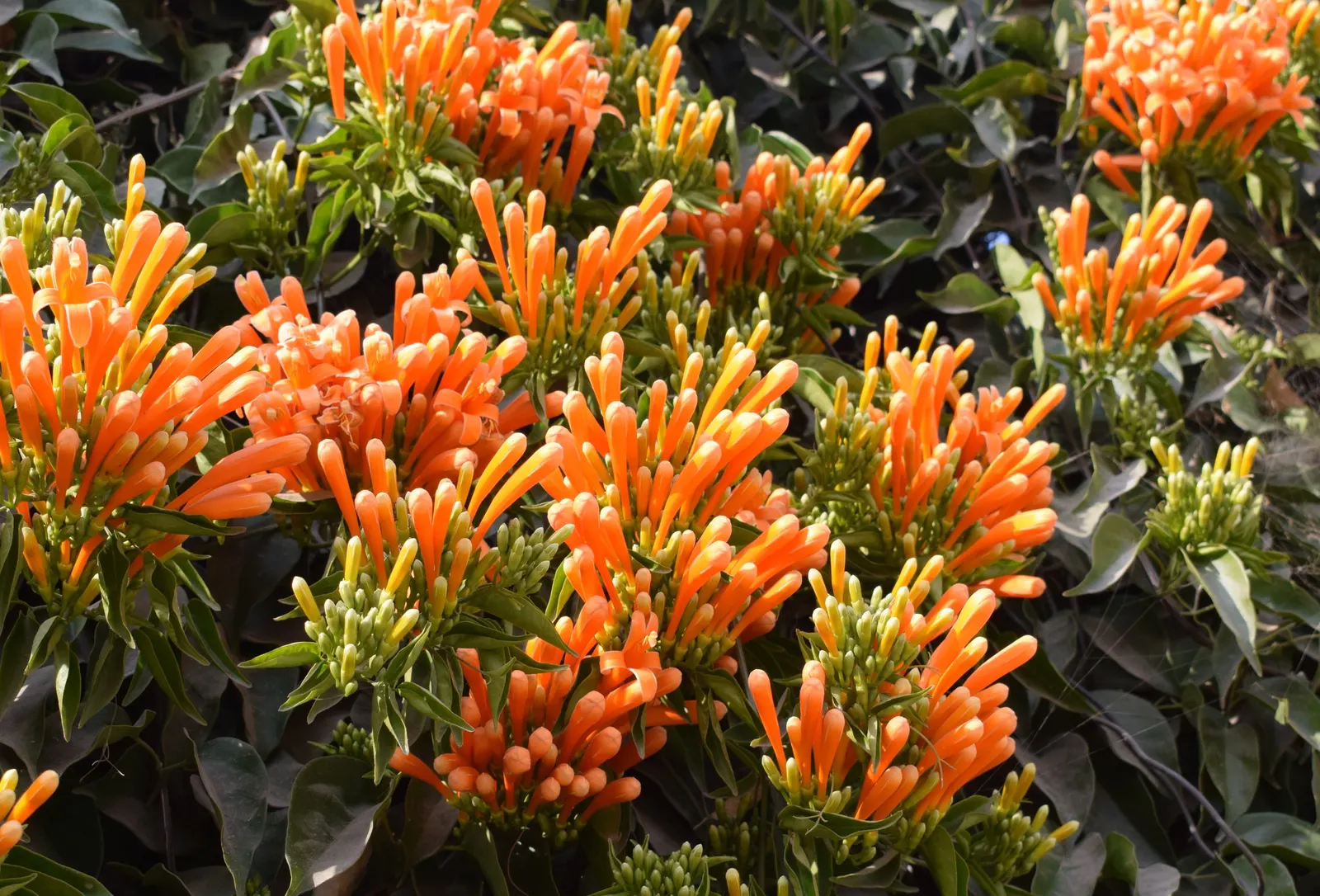 Flame Vine (Pyrostegia Venusta) — all with minimal care requirements once settled into its environment; vine for full or half
