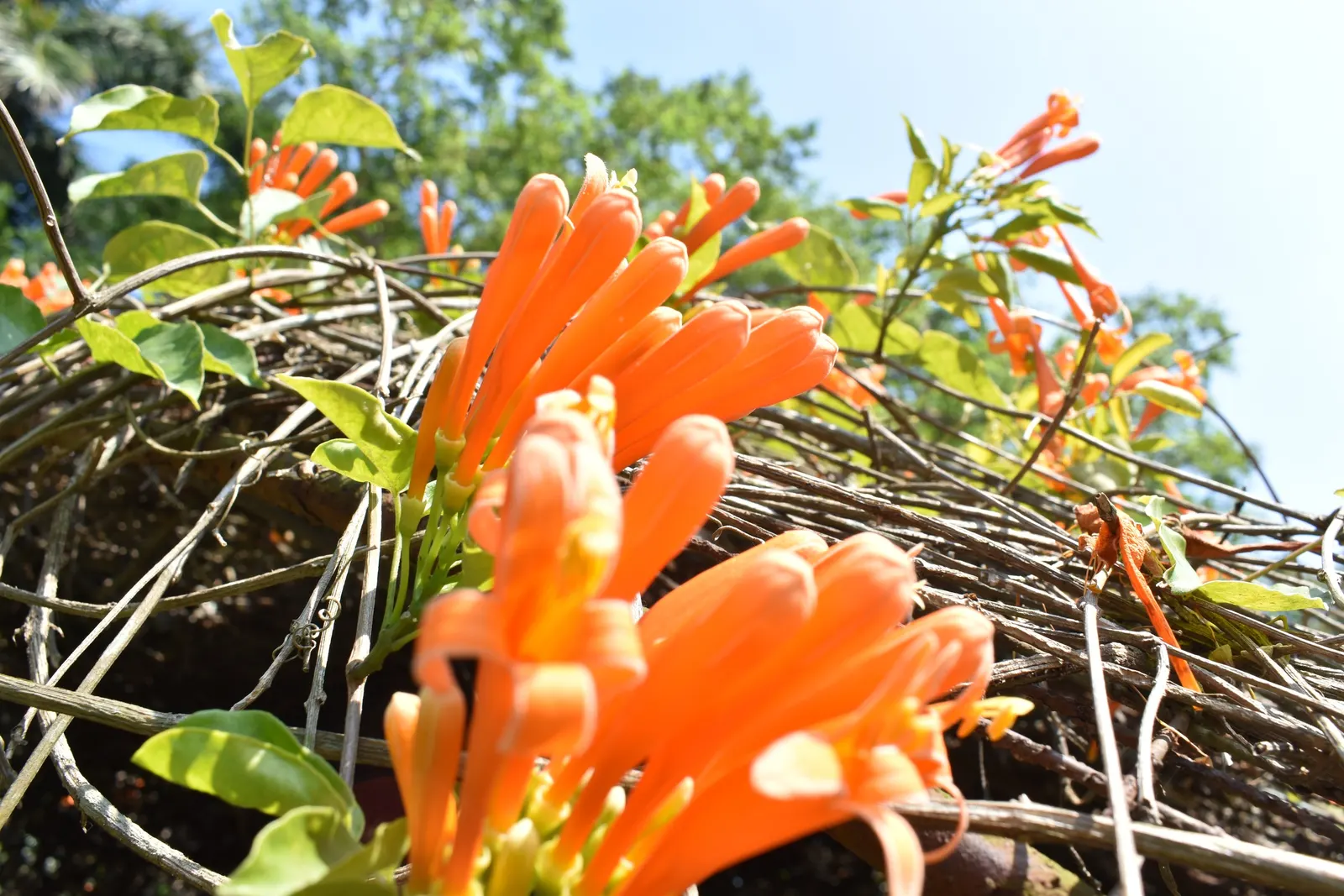Flame Vine (Pyrostegia Venusta) — all with minimal care requirements once settled into its environment