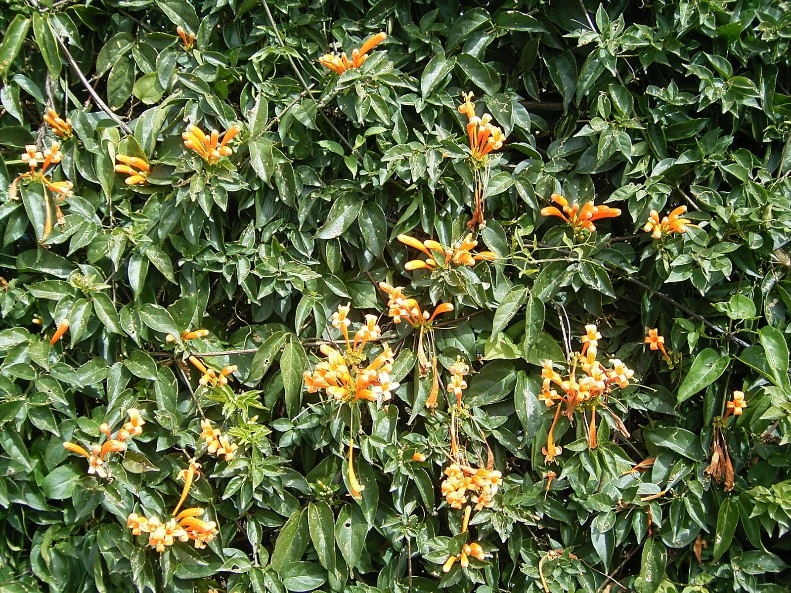Flame Vine (Pyrostegia Venusta) — This plant is an excellent option for gardeners looking to attract pollinators; the Flame Vine is unmatched, image 67