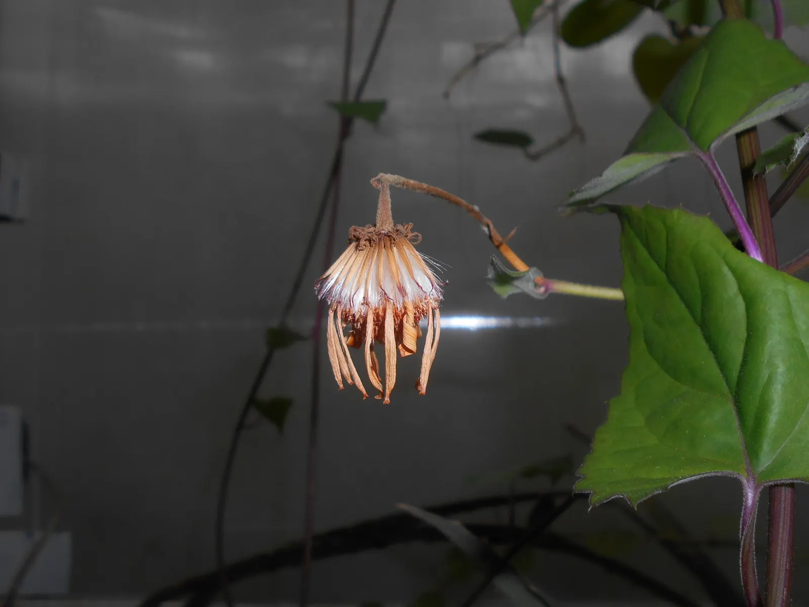 Flame Vine (Pyrostegia Venusta) — Full sun exposure encourages optimal blooming; such as pergolas or fences