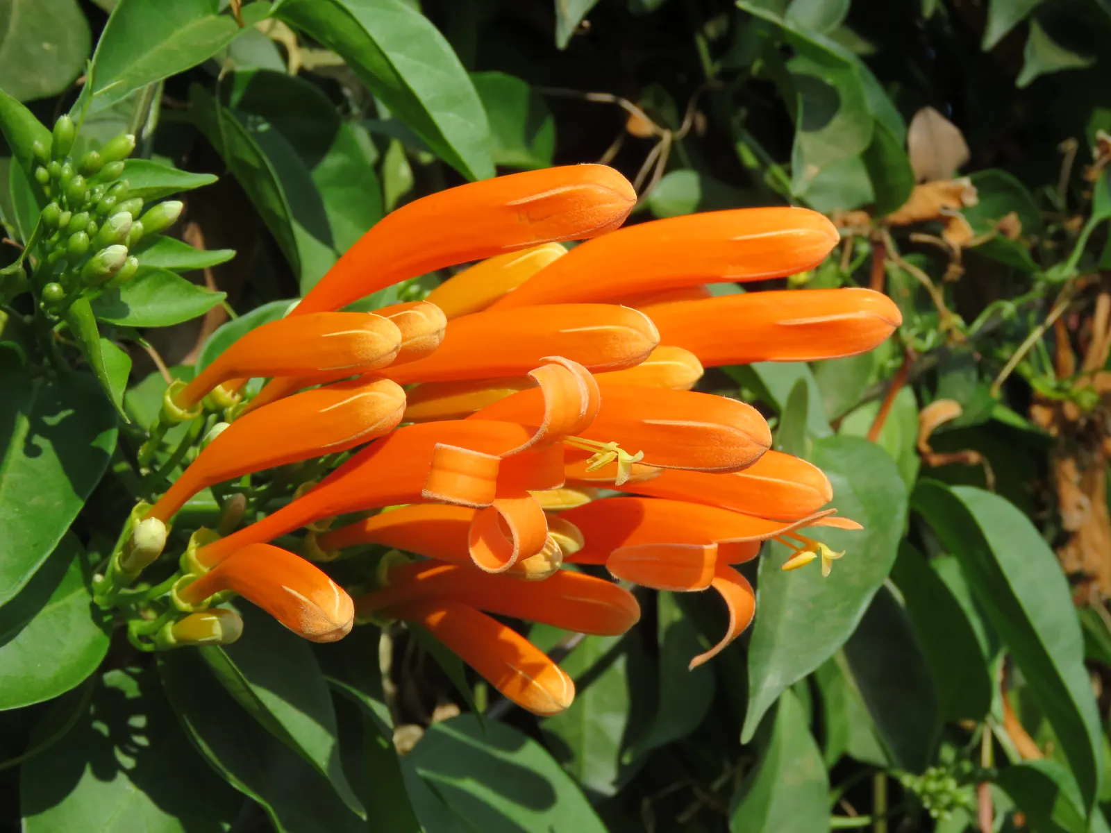 Flame Vine (Pyrostegia Venusta) — Thriving in USDA zones 9-11, it reaches up to 20ft in height and spreads 6-10ft; its fast-growing nature makes it ideal for