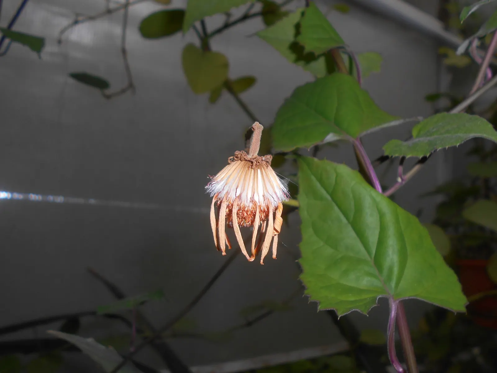 Flame Vine (Pyrostegia Venusta) — Flame Vine thrives in USDA hardiness zones 9b through 11.<br><br>Aside from its aesthetic appeal; particularly, image 61