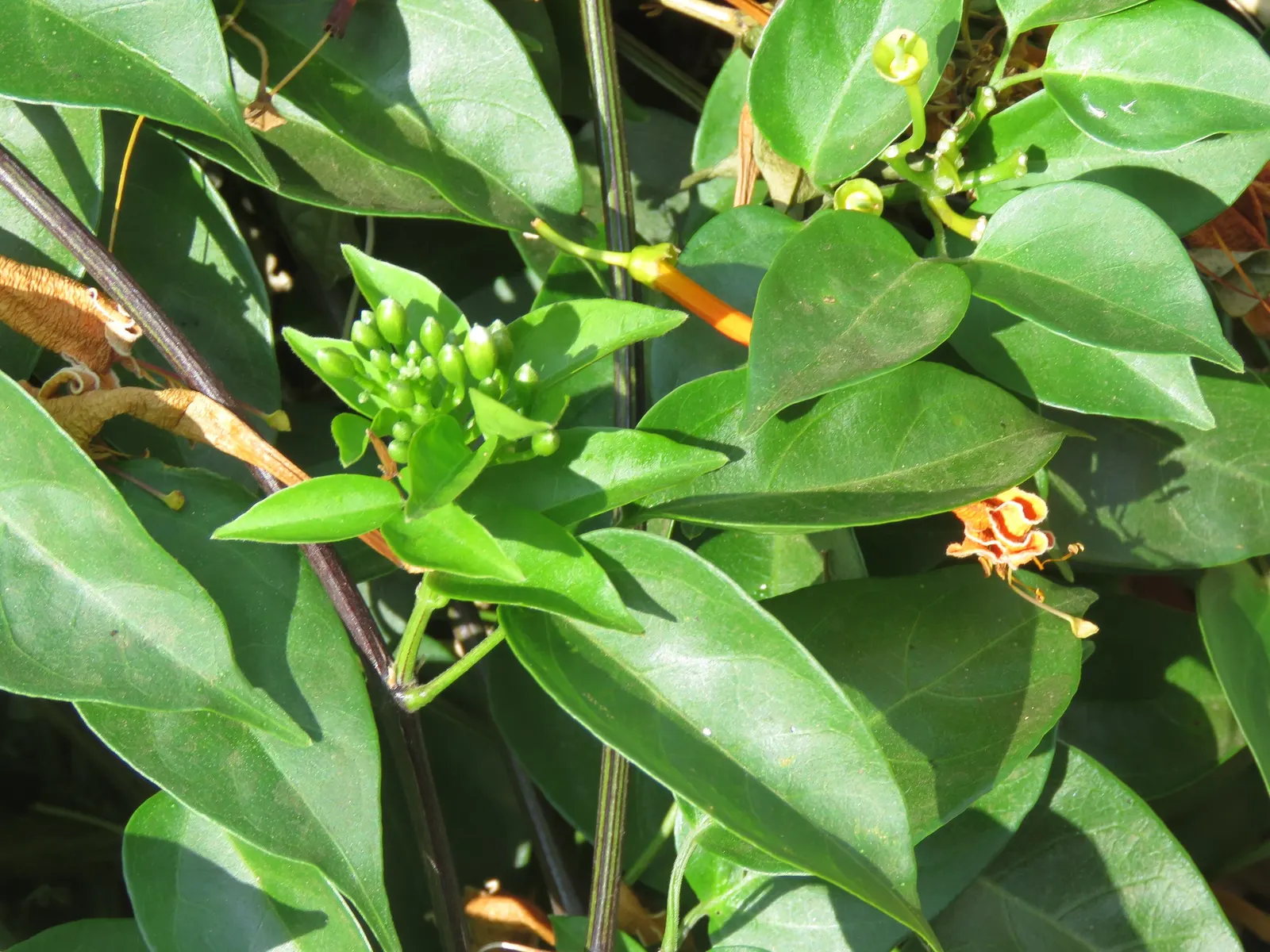 Flame Vine (Pyrostegia Venusta) — Flame Vine thrives in USDA hardiness zones 9b through 11.<br><br>Aside from its aesthetic appeal; particularly, image 133