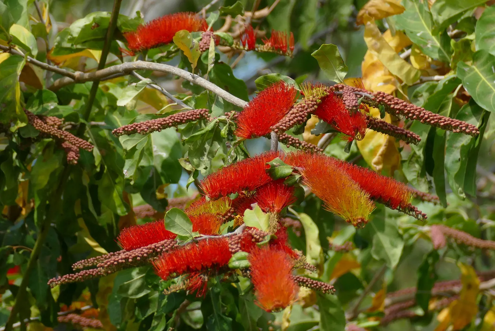 Flame Vine (Pyrostegia Venusta) — This vine prefers well-drained soil and moderate watering; pruning after the blooming season can control growth, image 123