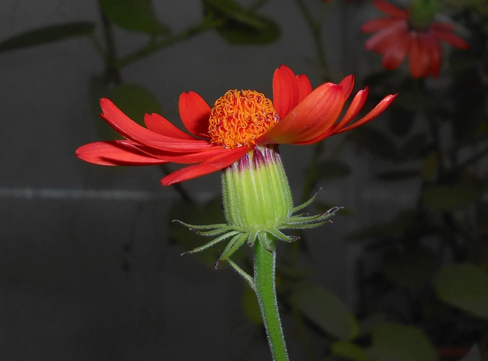 Flame Vine (Pyrostegia Venusta) — Full sun exposure encourages optimal blooming; such as pergolas or fences, image 50