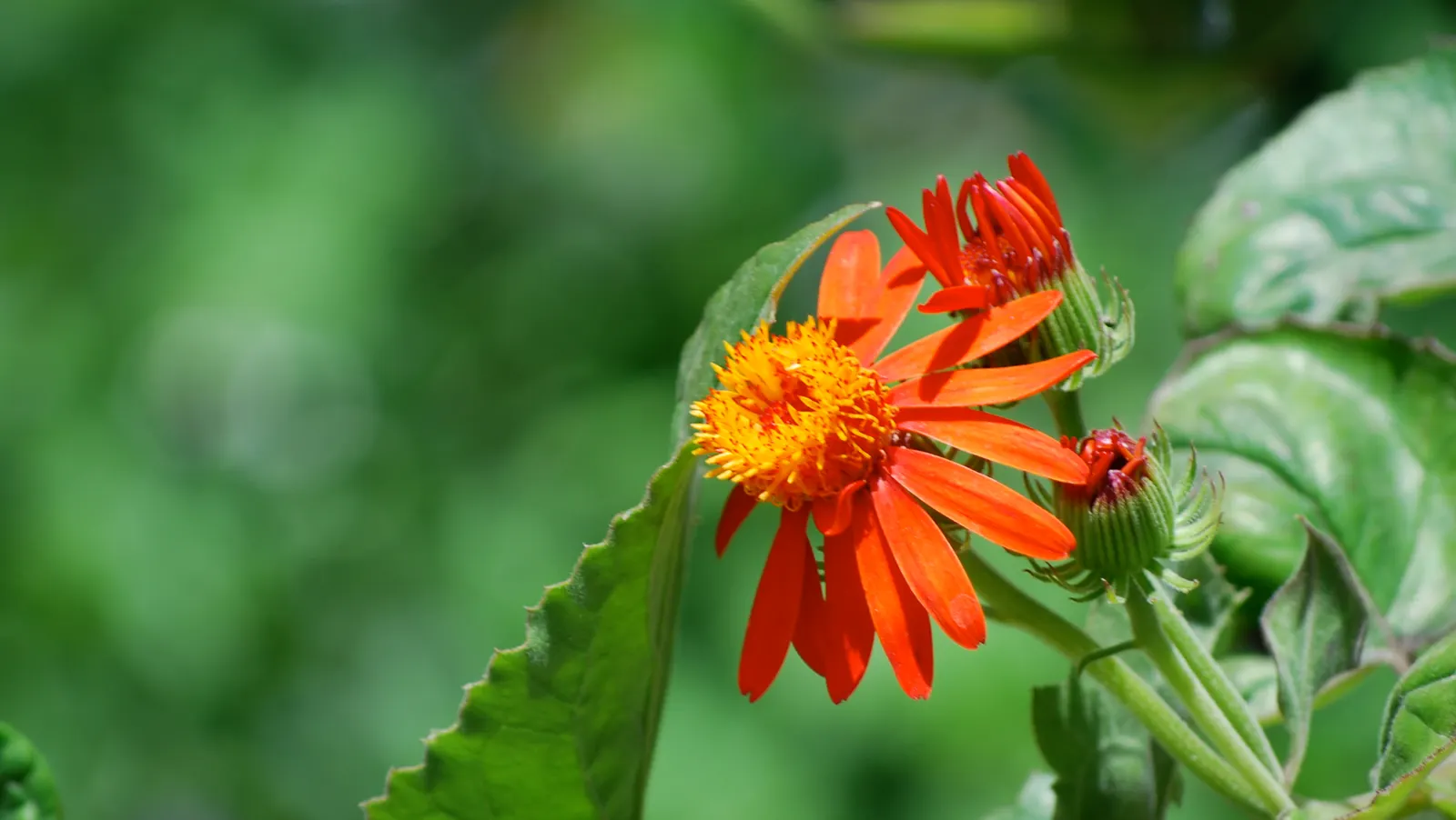 Flame Vine (Pyrostegia Venusta) — vine with orange blooms; the Flame Vine is relatively low-maintenance