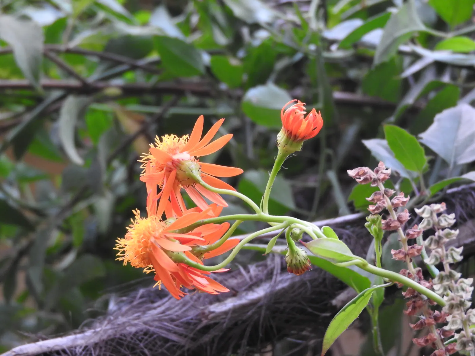 Flame Vine (Pyrostegia Venusta) — Pruning after the blooming season can control growth and promote health; this vine prefers well-drained soil and, image 138
