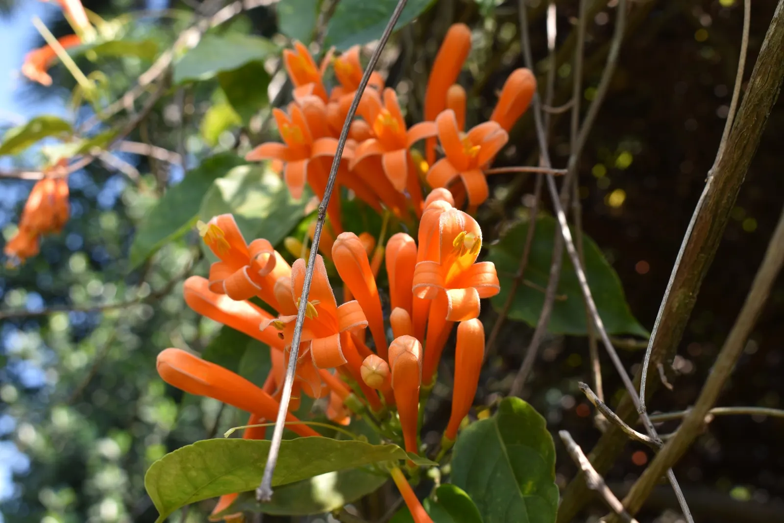 Flame Vine (Pyrostegia Venusta) — creating a warm tropical effect even in temperate gardens.<br><br>For clients seeking a show-stopping display