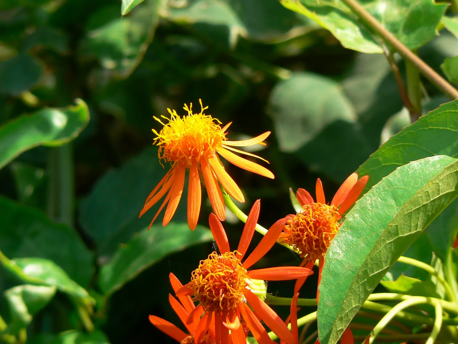 Flame Vine (Pyrostegia Venusta) — The Flame Vine (Pyrostegia venusta) is a stunning