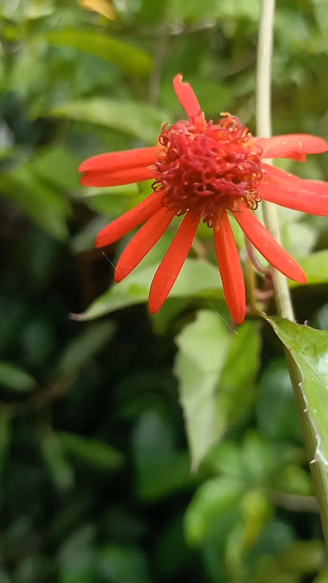 Flame Vine (Pyrostegia Venusta) — This plant is an excellent option for gardeners looking to attract pollinators; the Flame Vine is unmatched, image 91